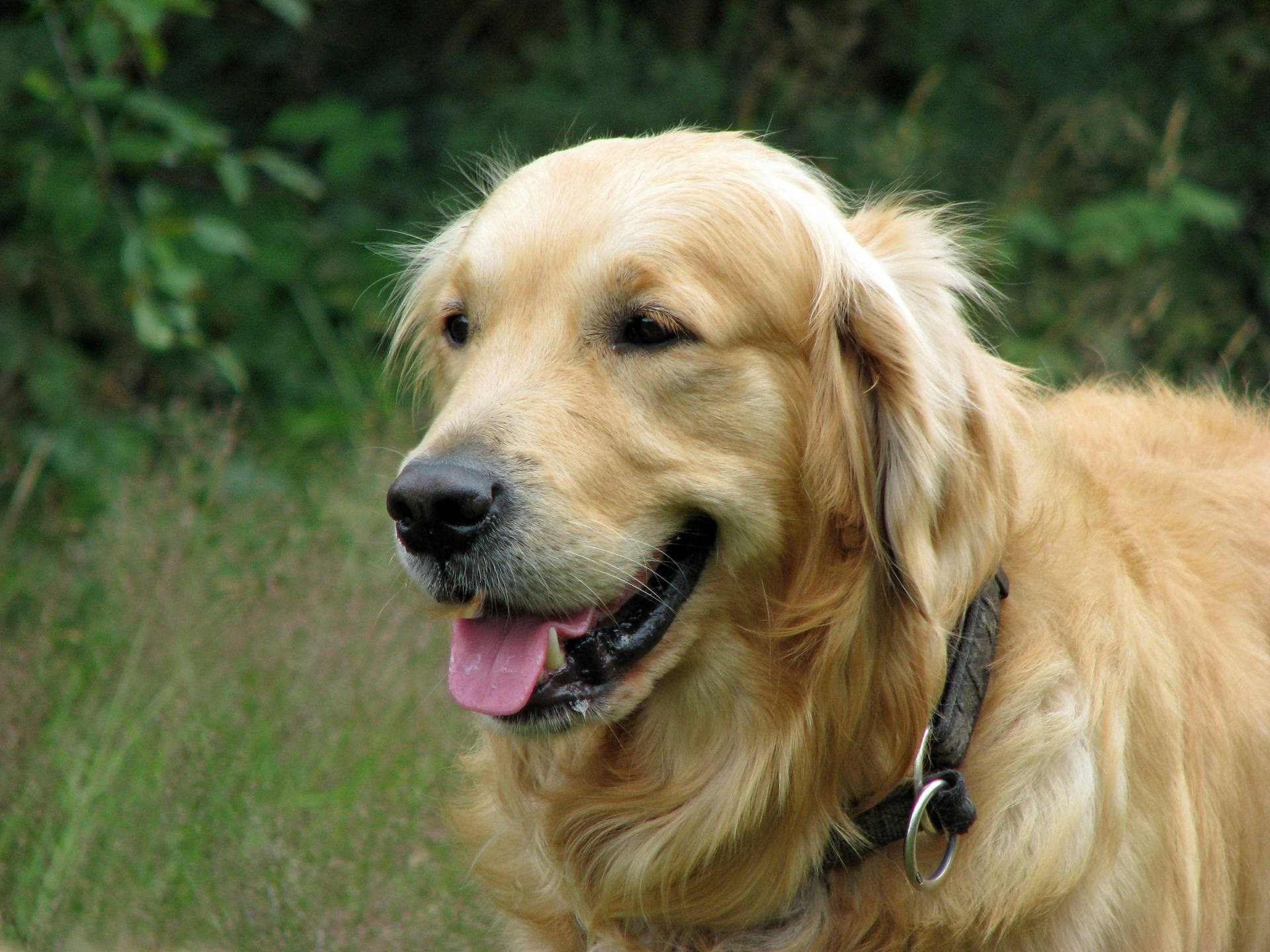 Playful Big Dog Background