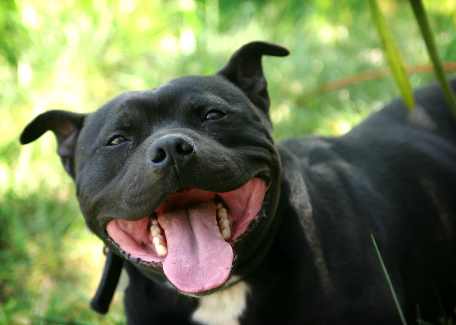 Playful Black Pitbull Enjoying His Day Background