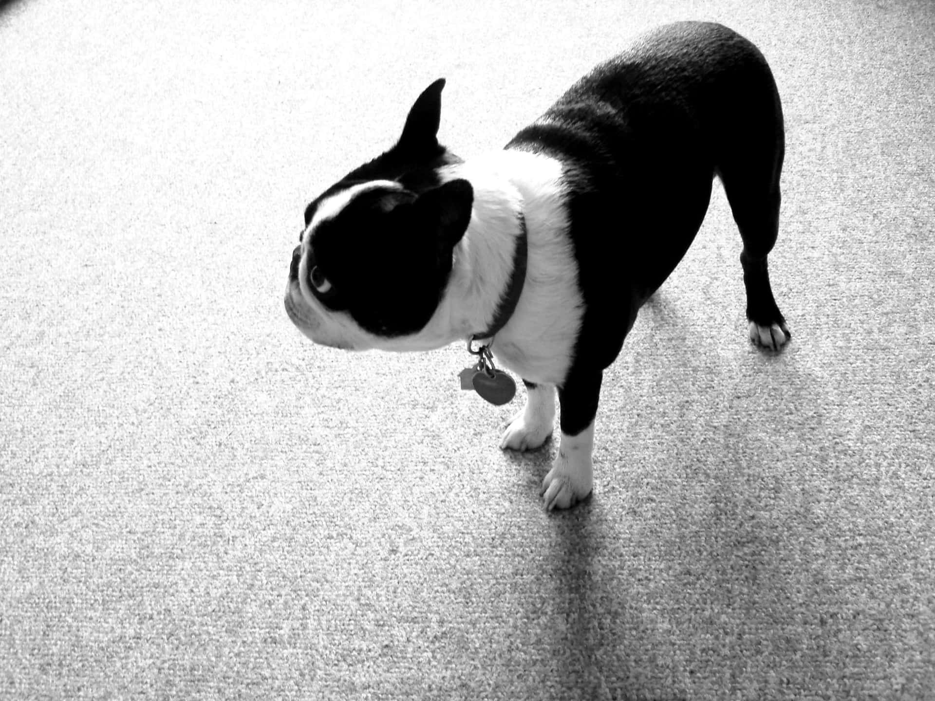 Playful Boston Terrier Ready For A Walk Background