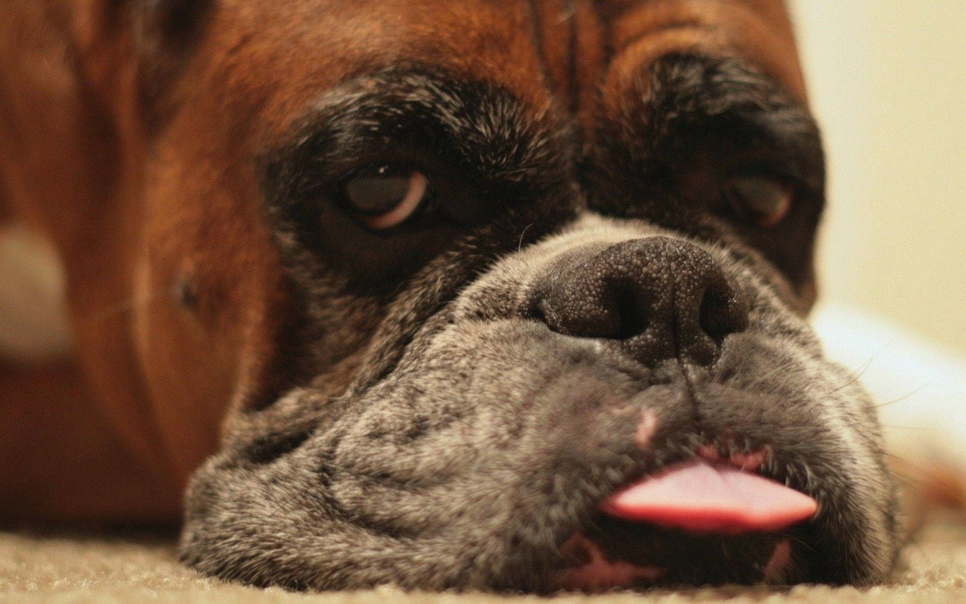 Playful Boxer Dog With Tongue Out Background