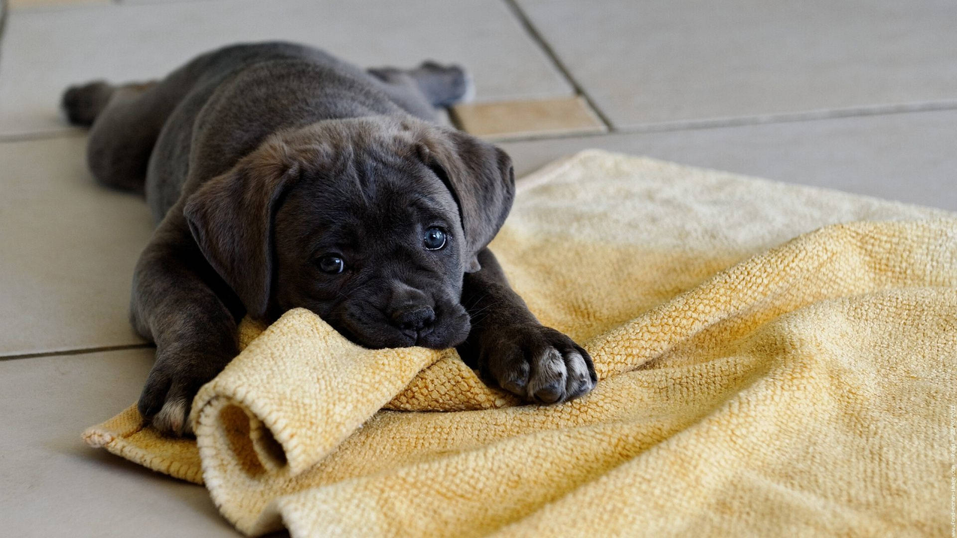 Playful Cane Corso Puppy