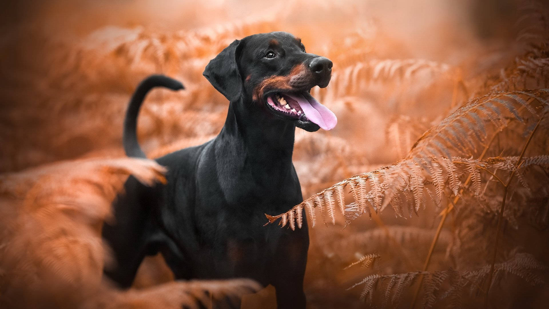 Playful Doberman Pinscher Background