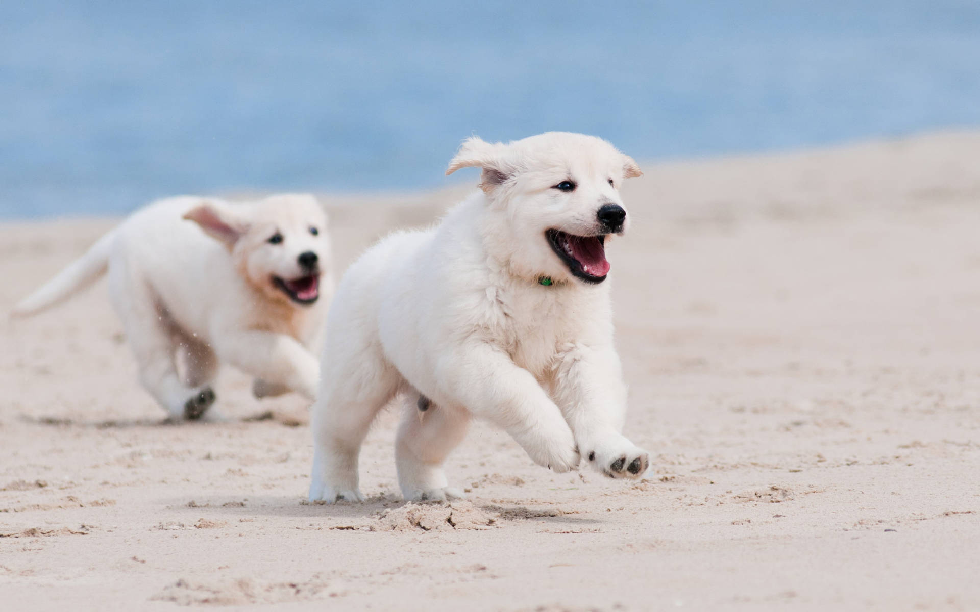 Playful Golden Retriever Puppies Background