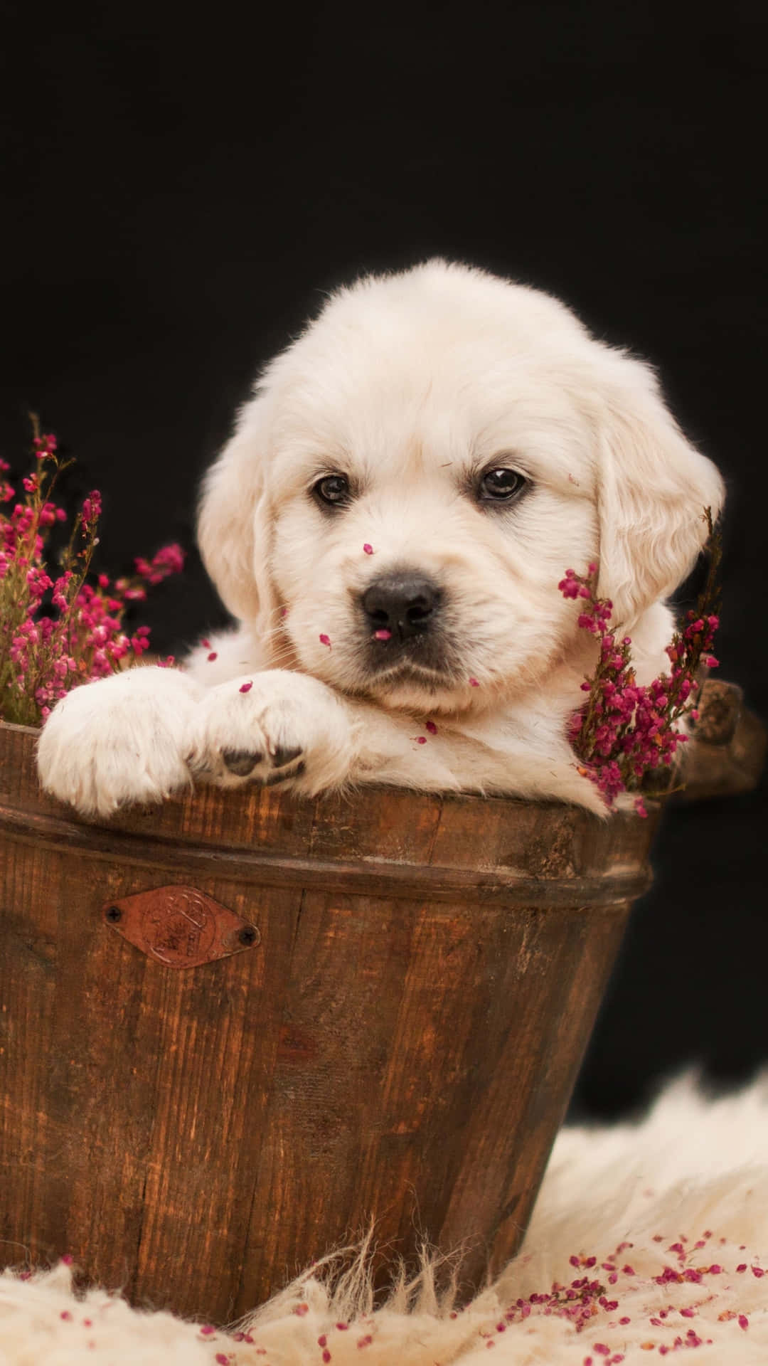 Playful Golden Retriever Puppy Background