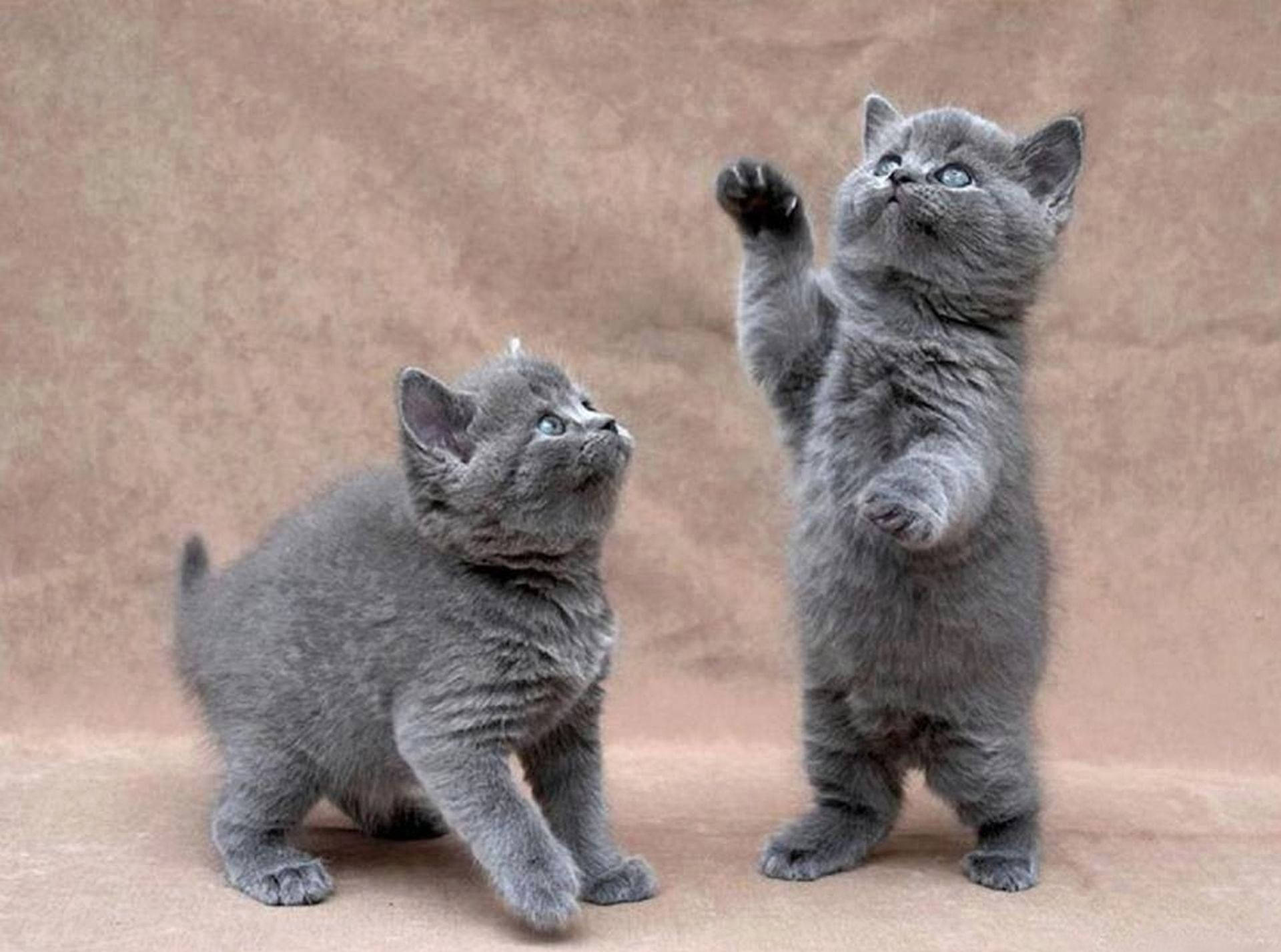 Playful_ Grey_ Kittens Background