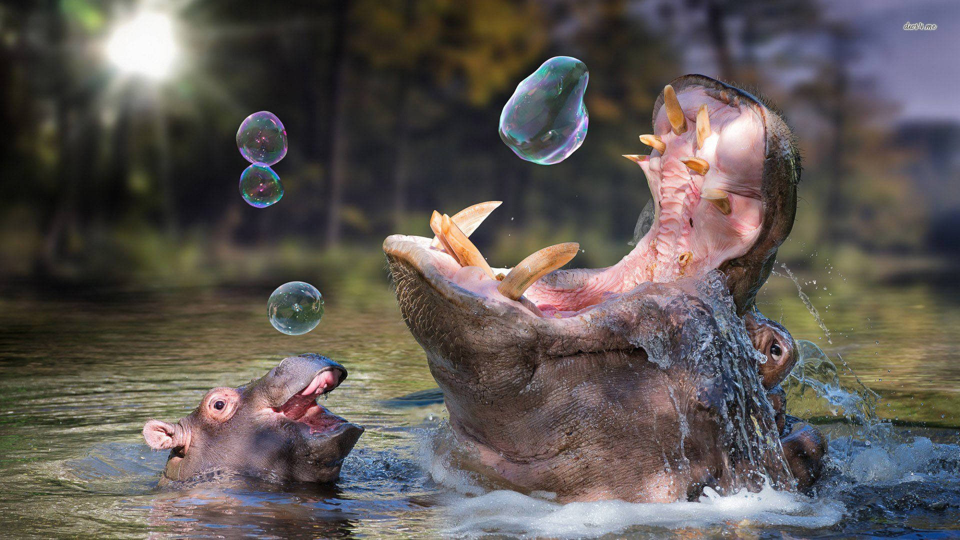 Playful Hippopotamus Playing With Bubbles Background