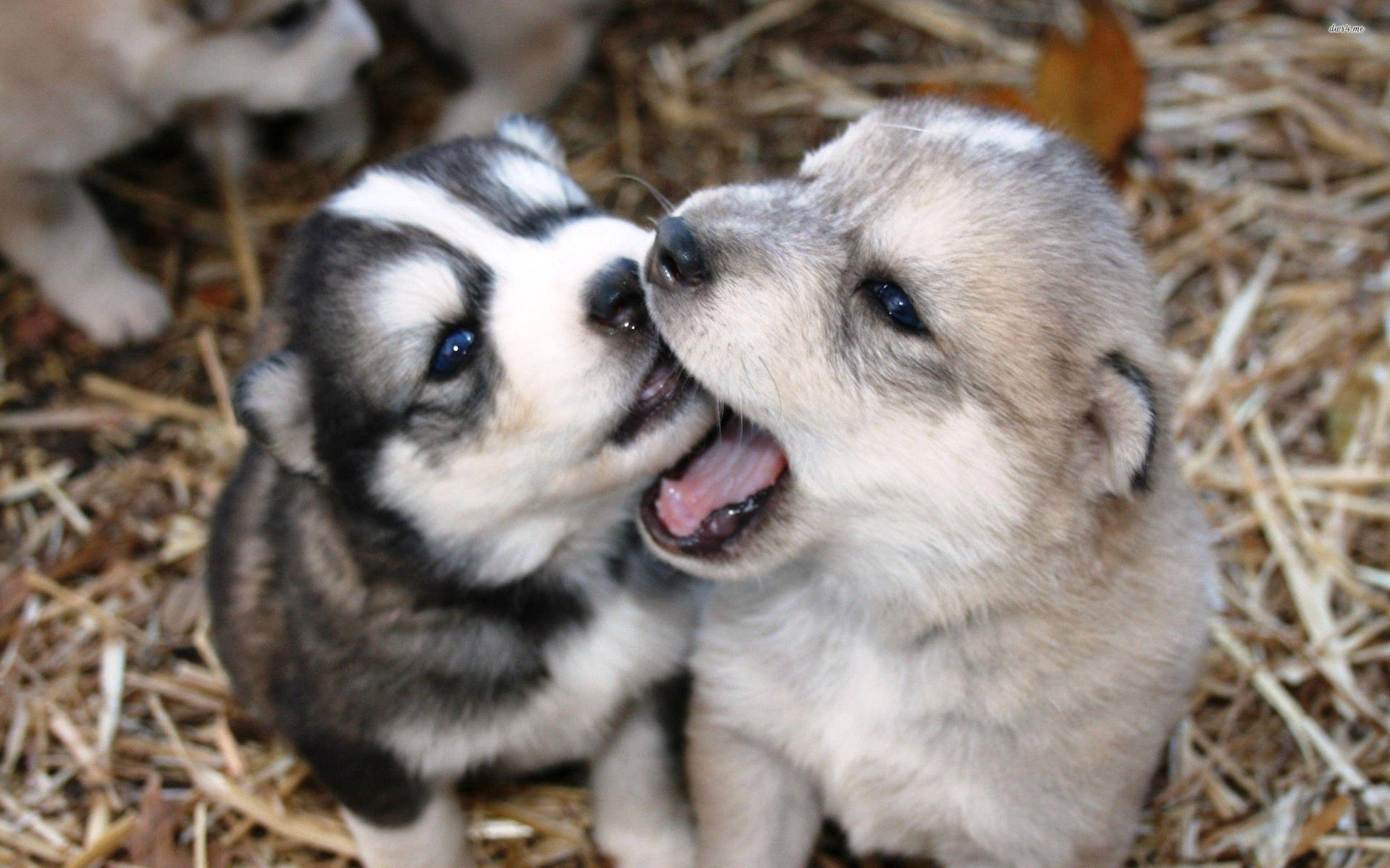 Playful Husky Puppy Dogs