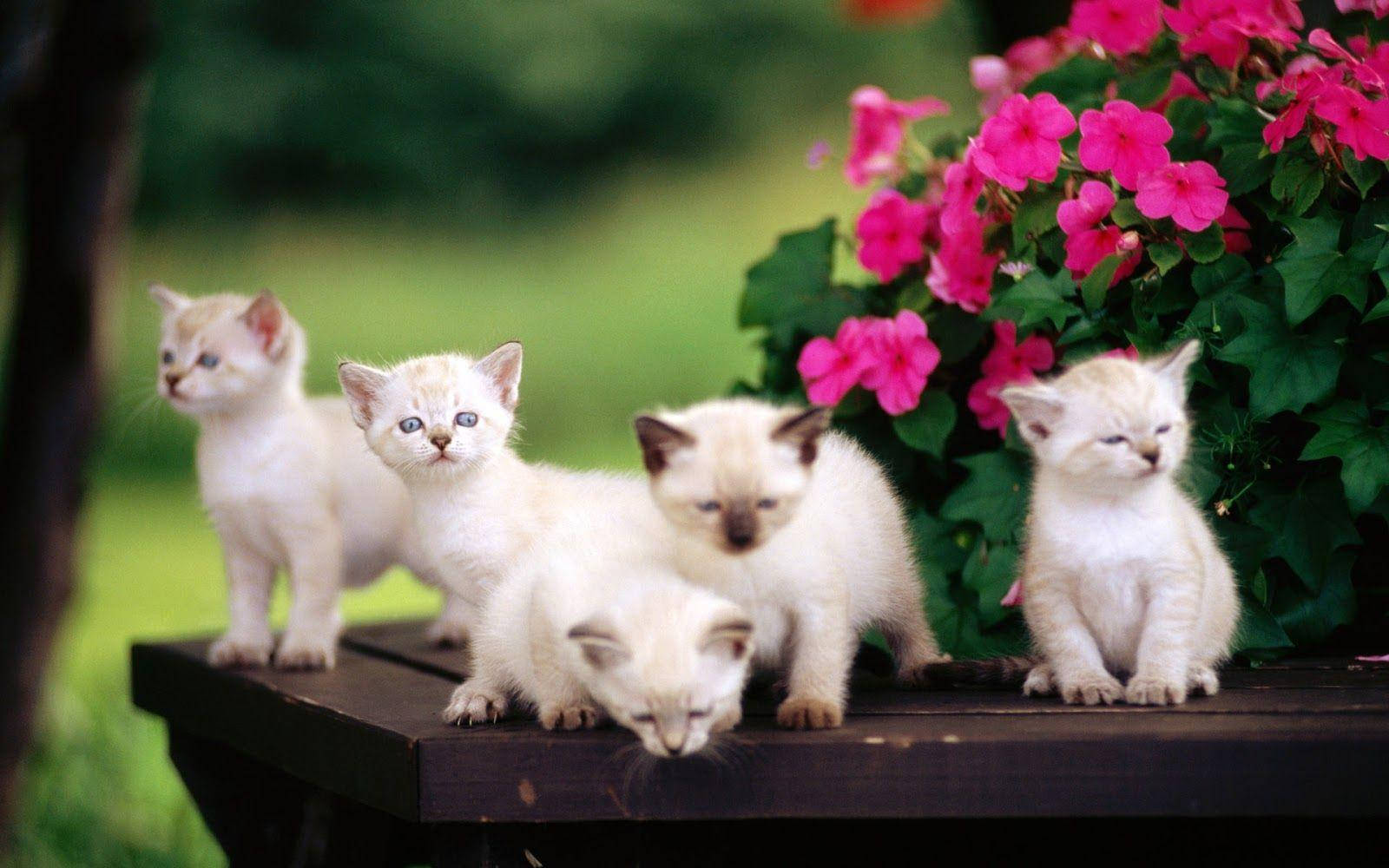 Playful_ Kittens_ Amidst_ Flowers.jpg Background