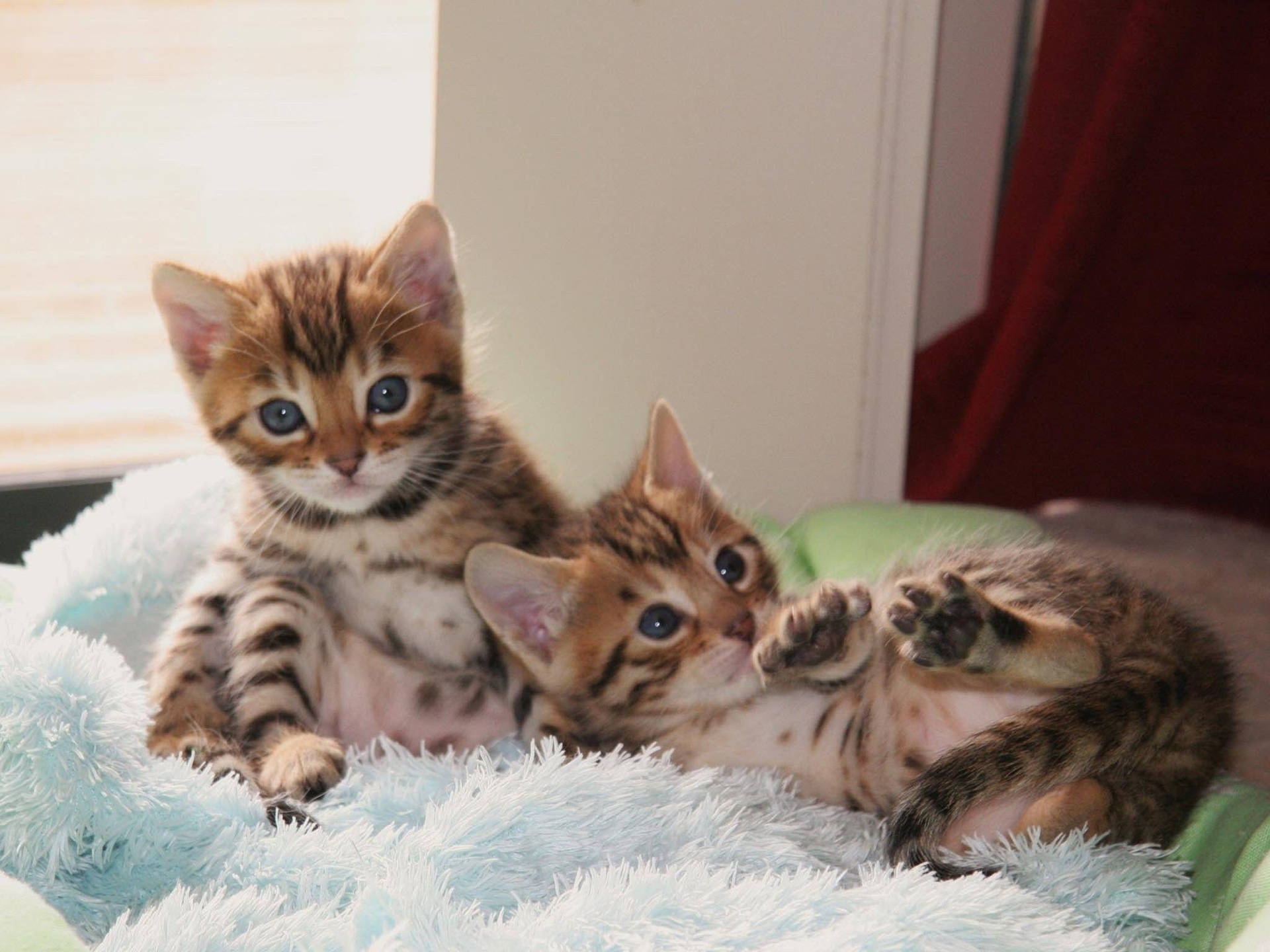 Playful Kittens Cuddling Together Background