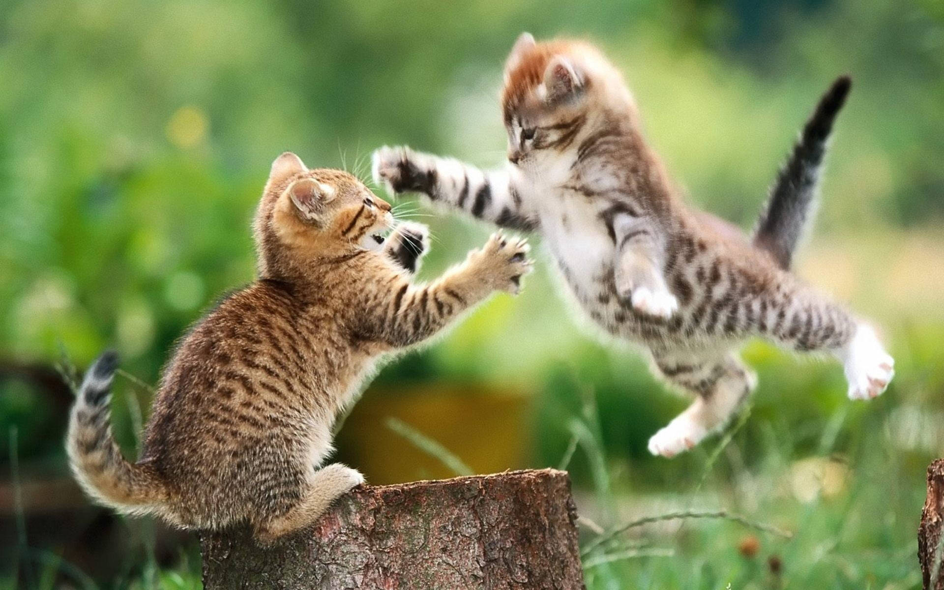 Playful Kittens Outdoor Adventure.jpg Background