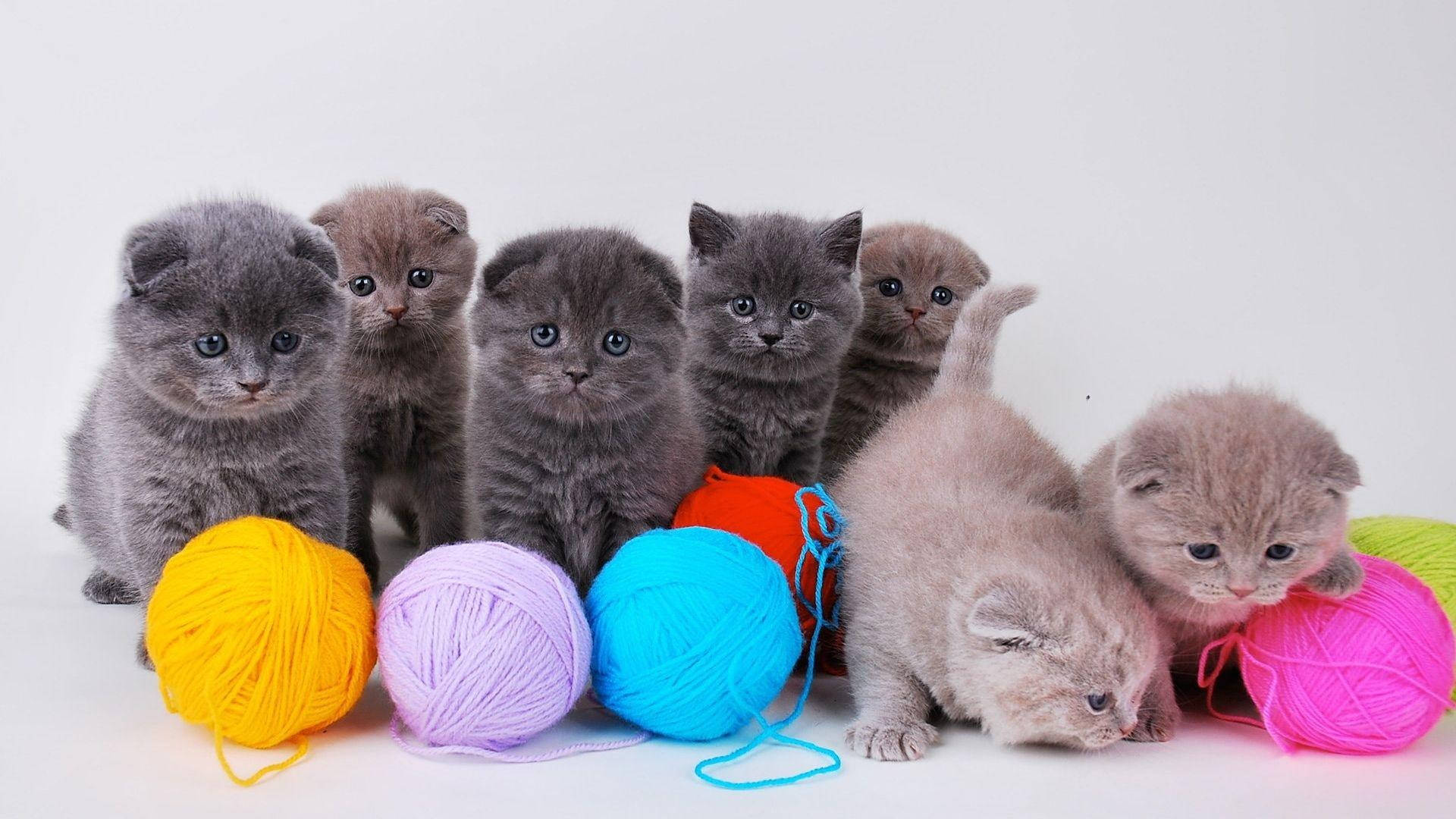 Playful Kittens With Yarn Balls.jpg Background