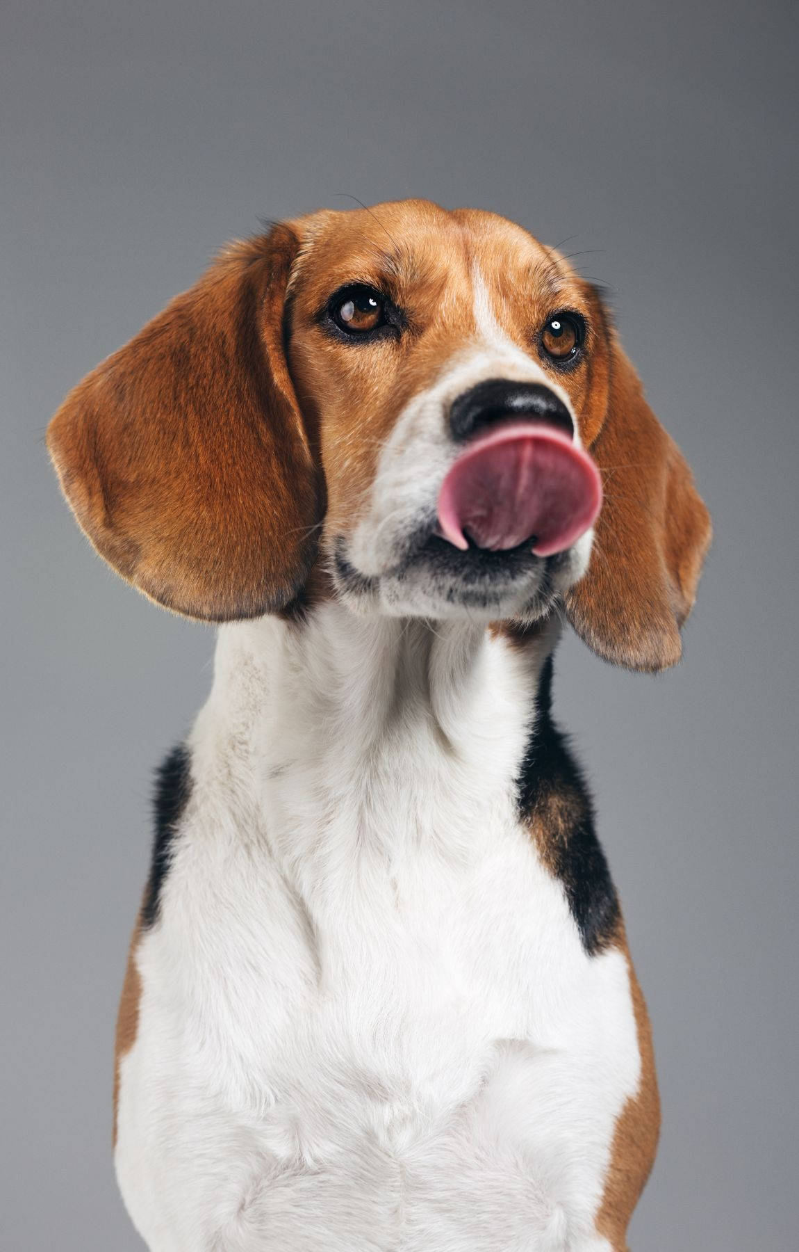 Playful Licking Beagle Pup Background