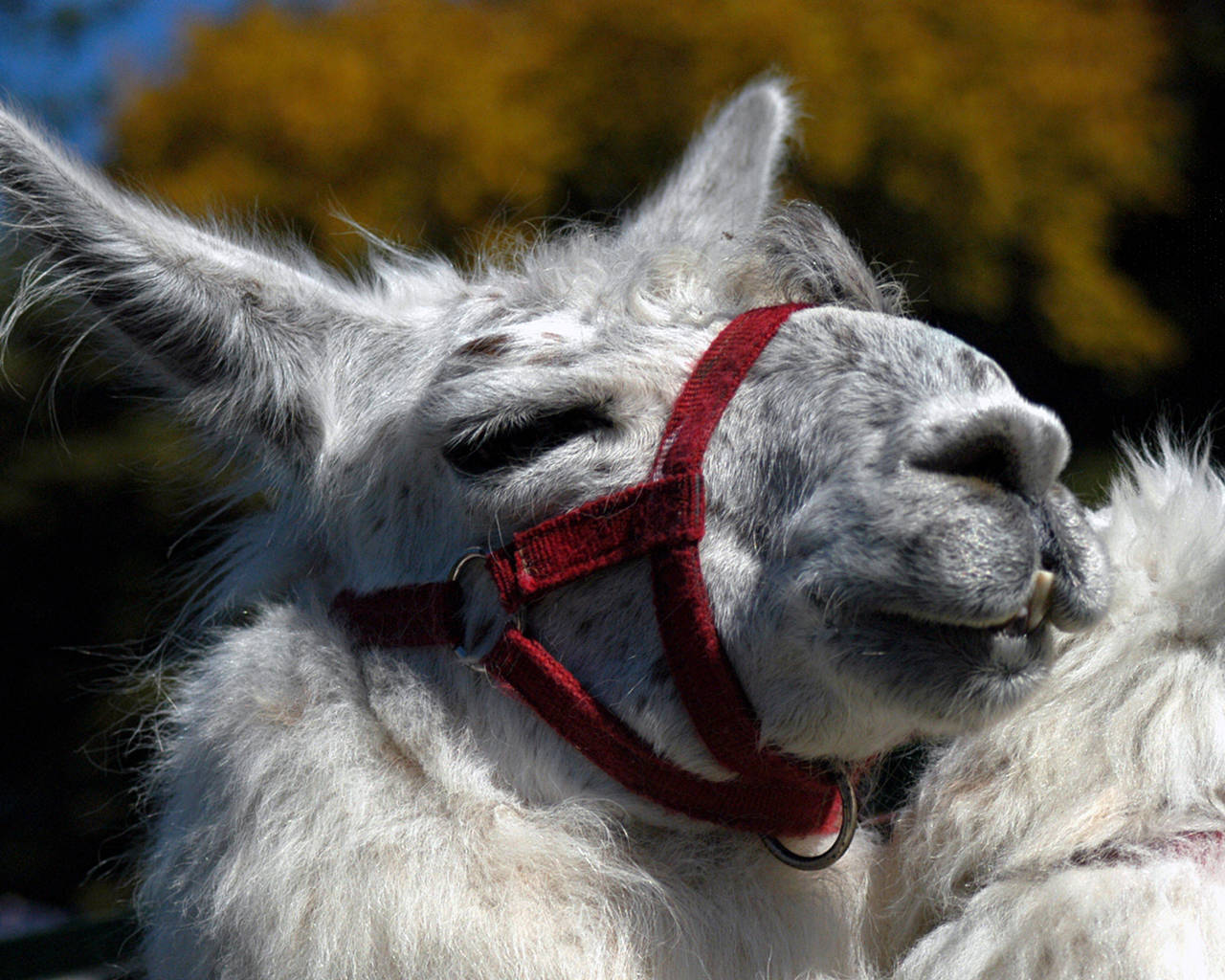 Playful Llama Face Background