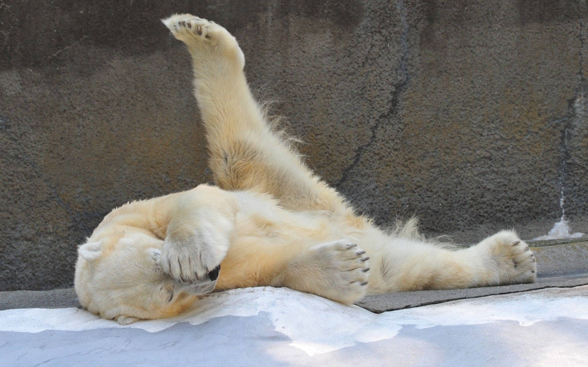 Playful Polar Bear Laying Background