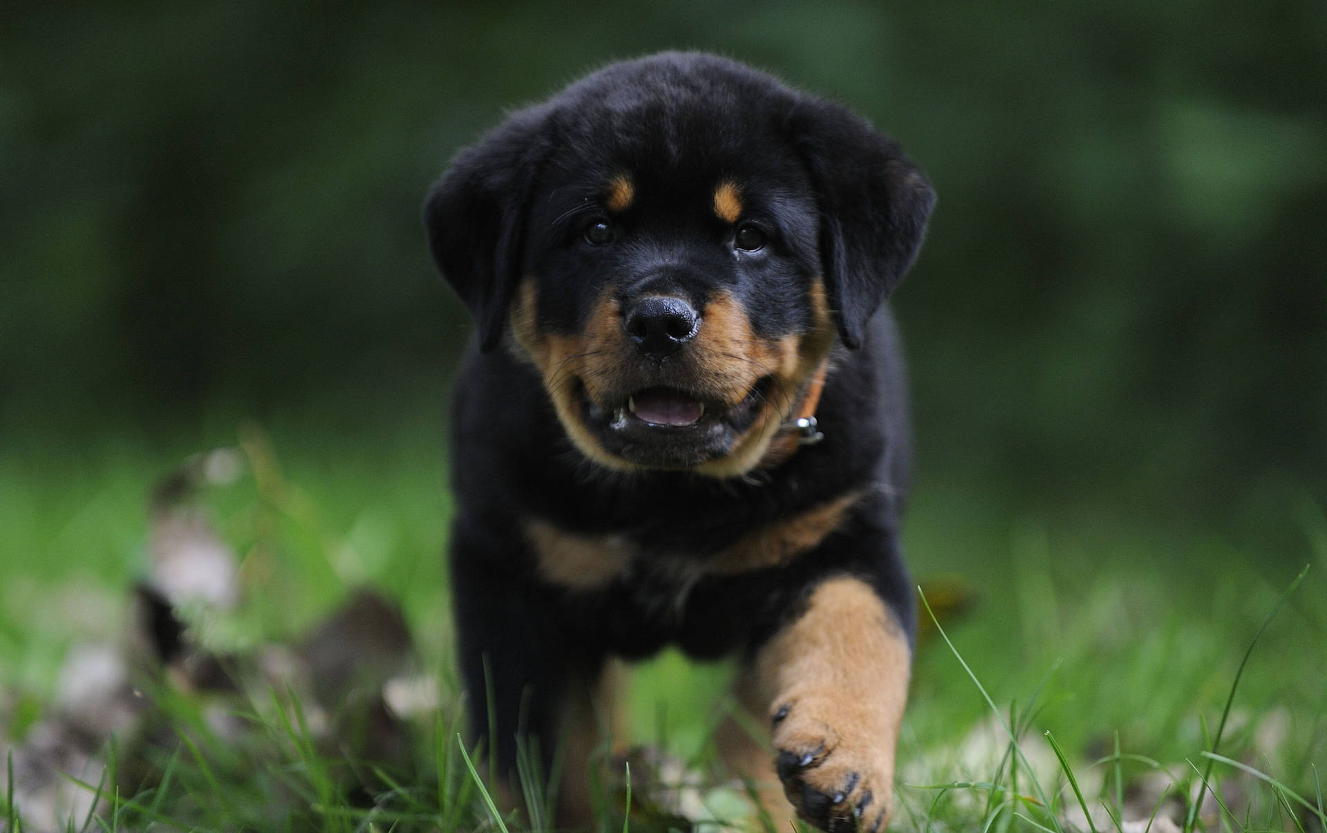 Playful Puppy Enjoys A Sunny Day! Background