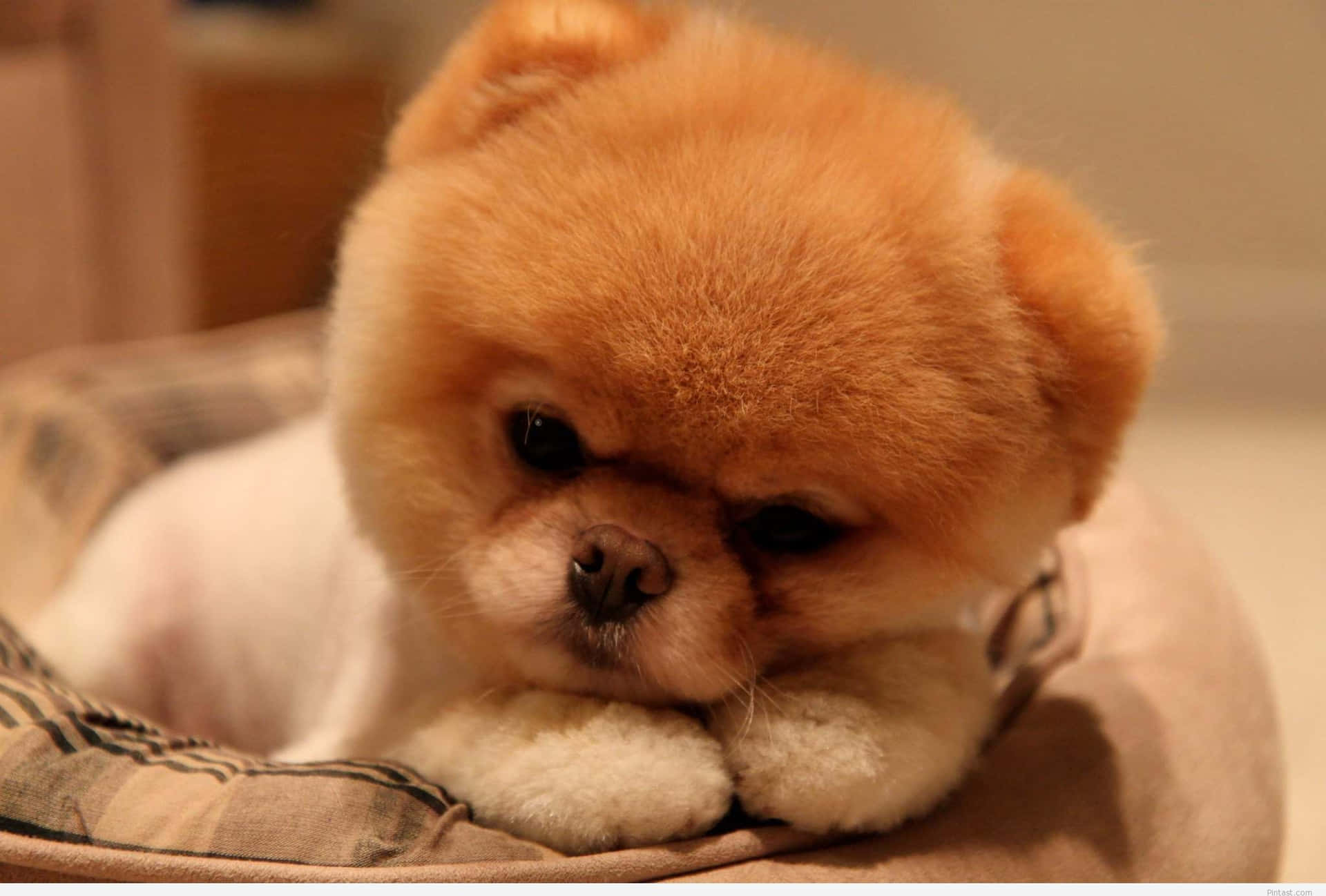 Playful Puppy On Soft Rug Background