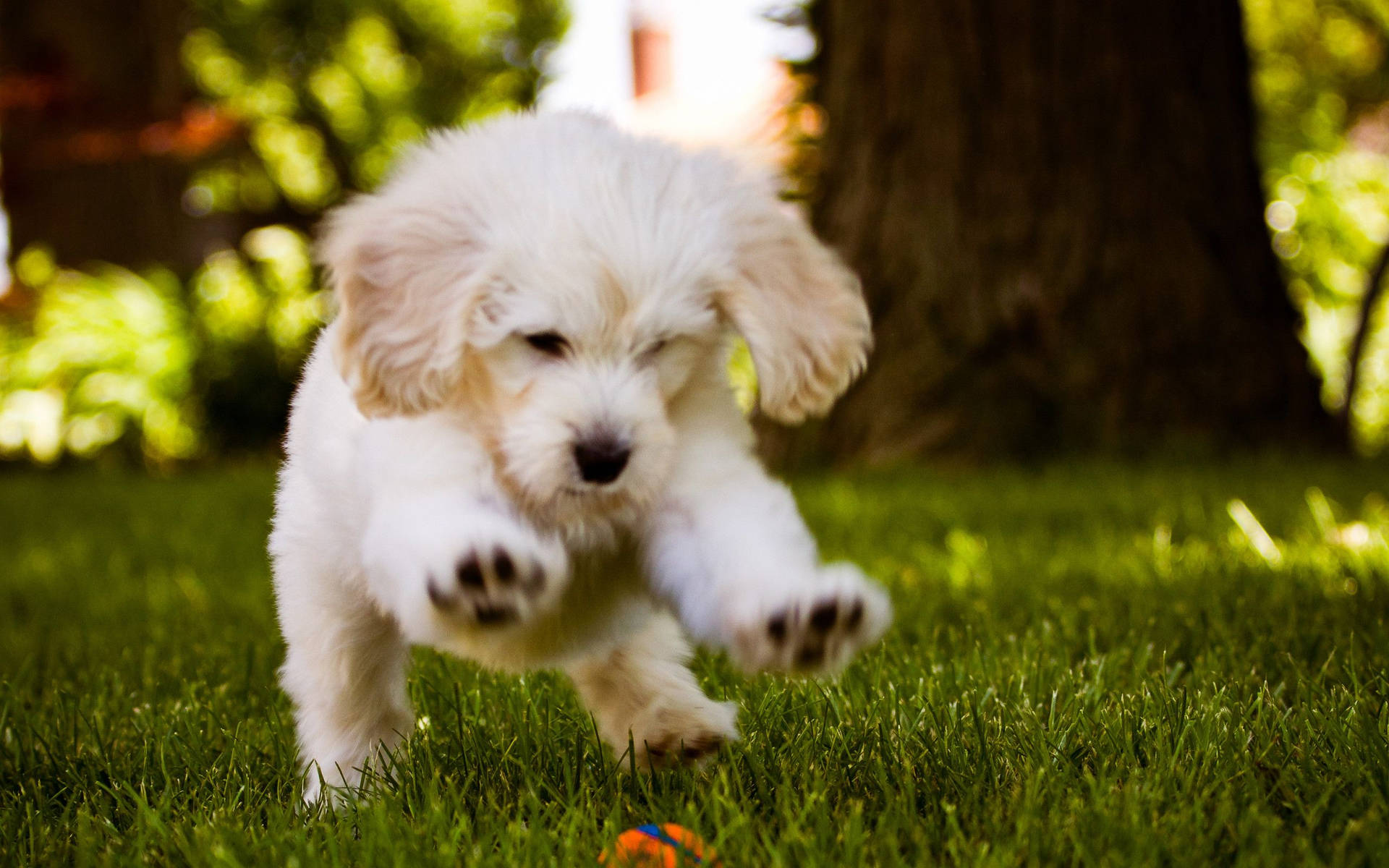 Playful Puppyin Garden.jpg Background