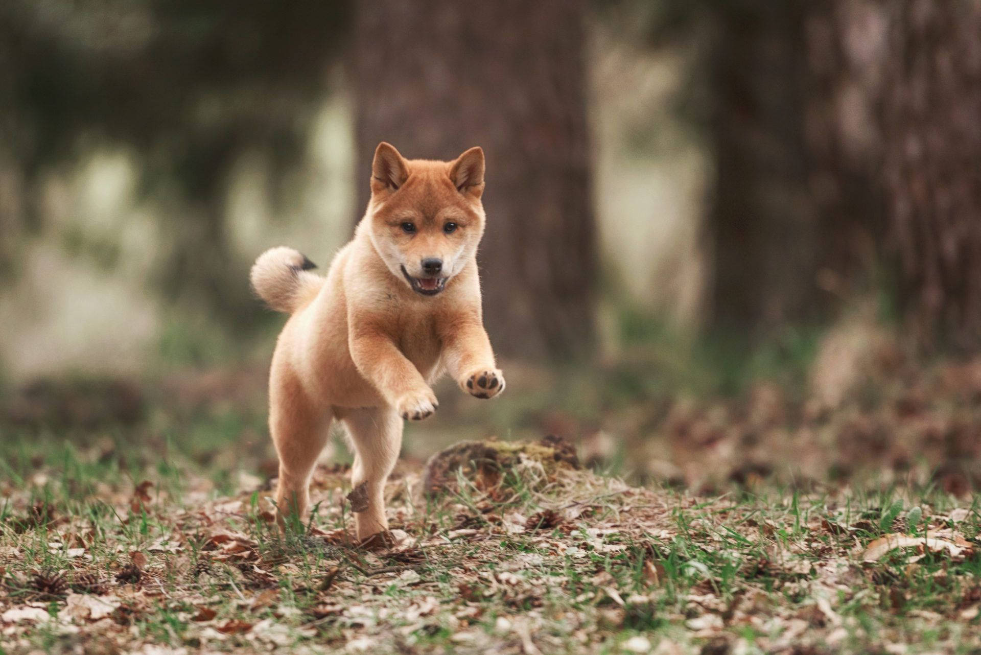 Playful Shiba Inu Puppy Frolic Background