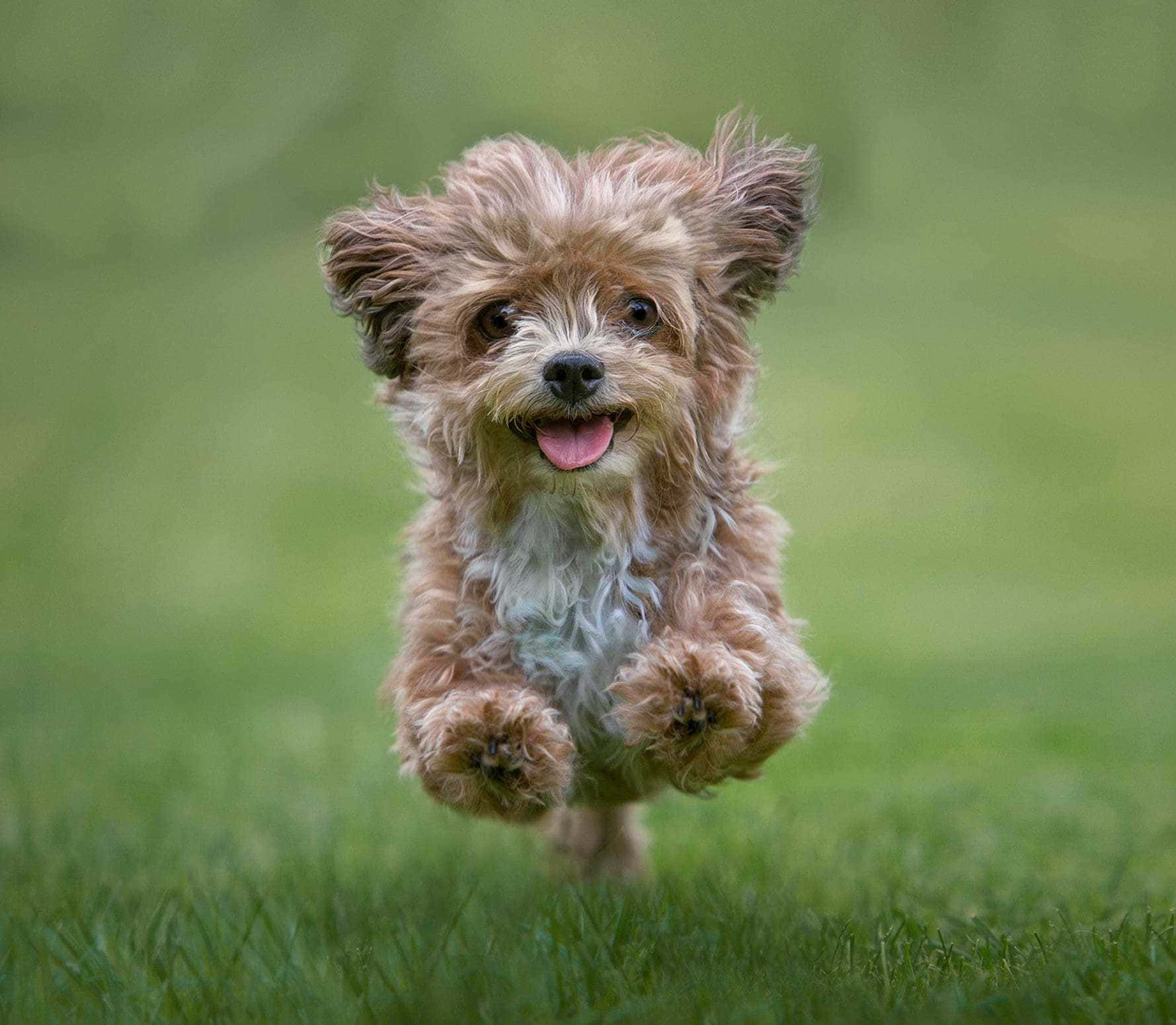 Playful Small Dog In Outdoor Setting Background