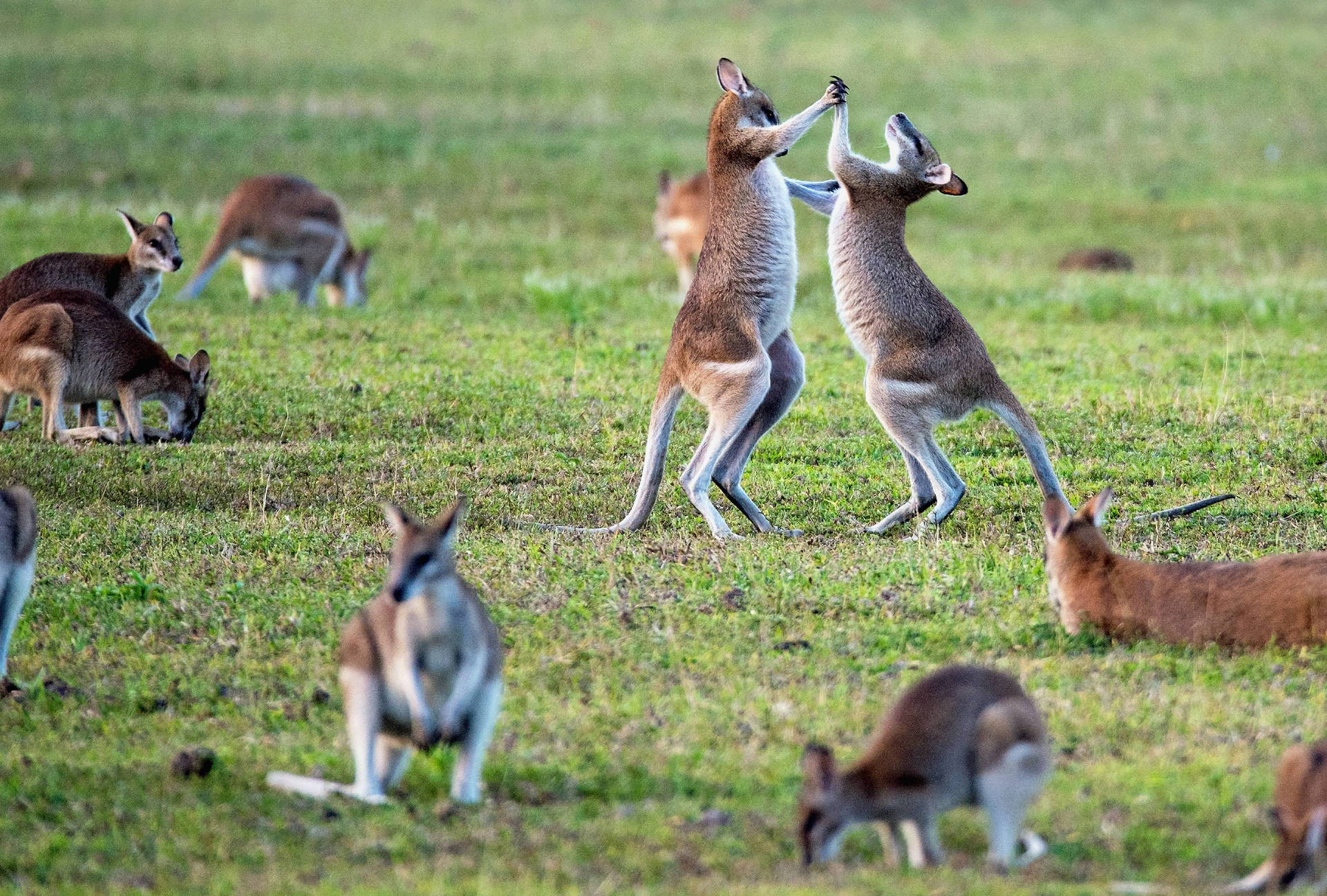 Playful Wallaroos Of Australia Background