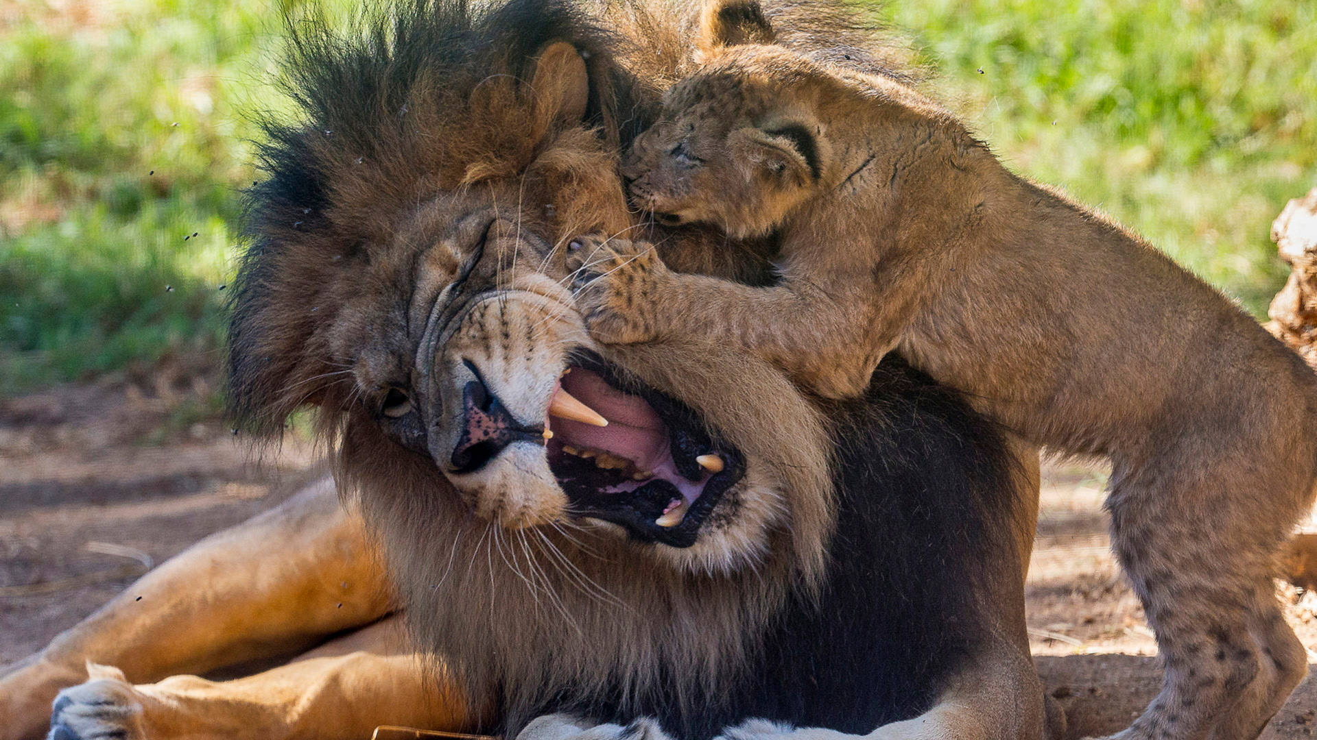 Playfully Angry Lion And Cub Background