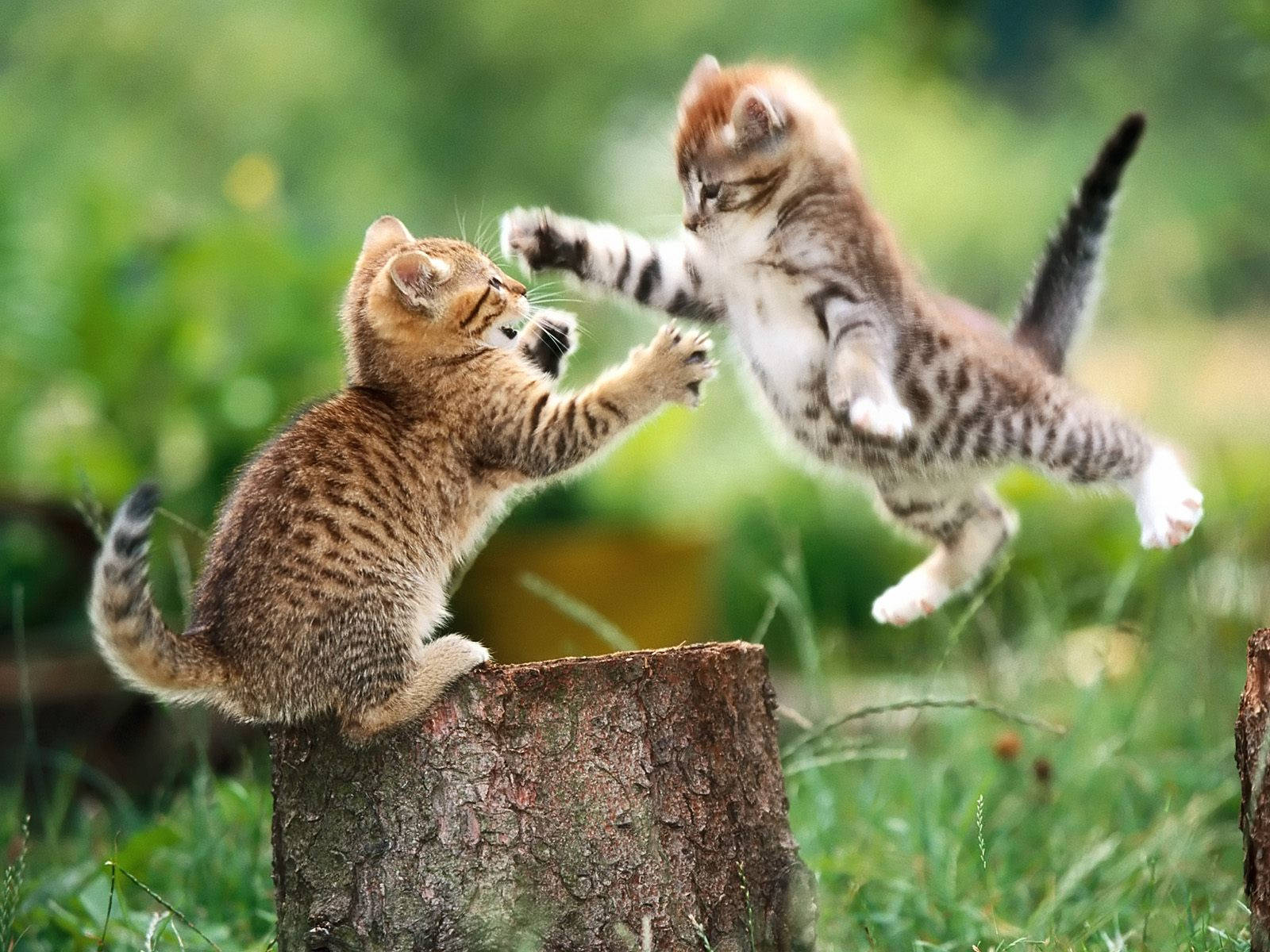 Playing Baby Kitten Animals On Chopped Tree Background