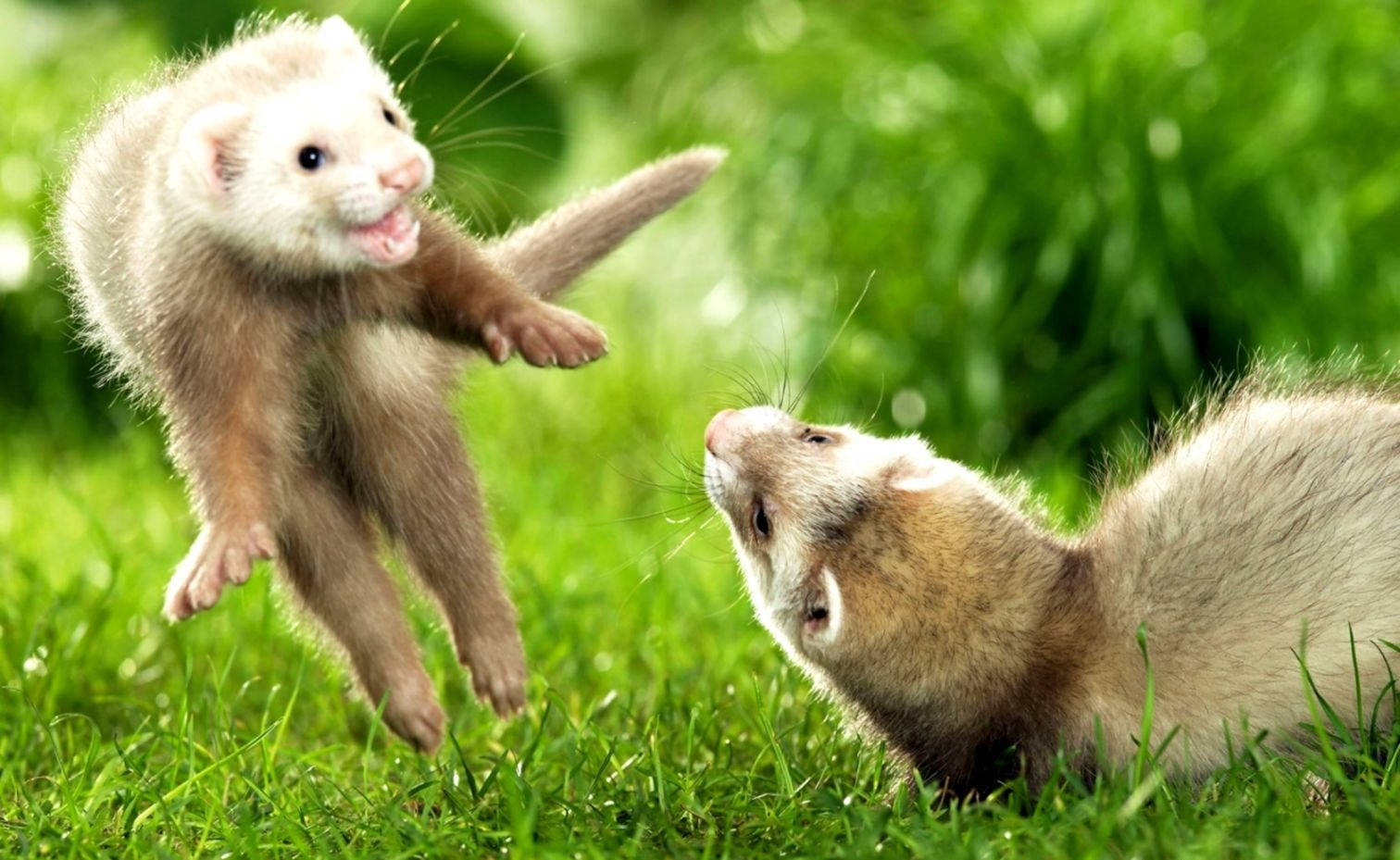 Playing Cream Ferret