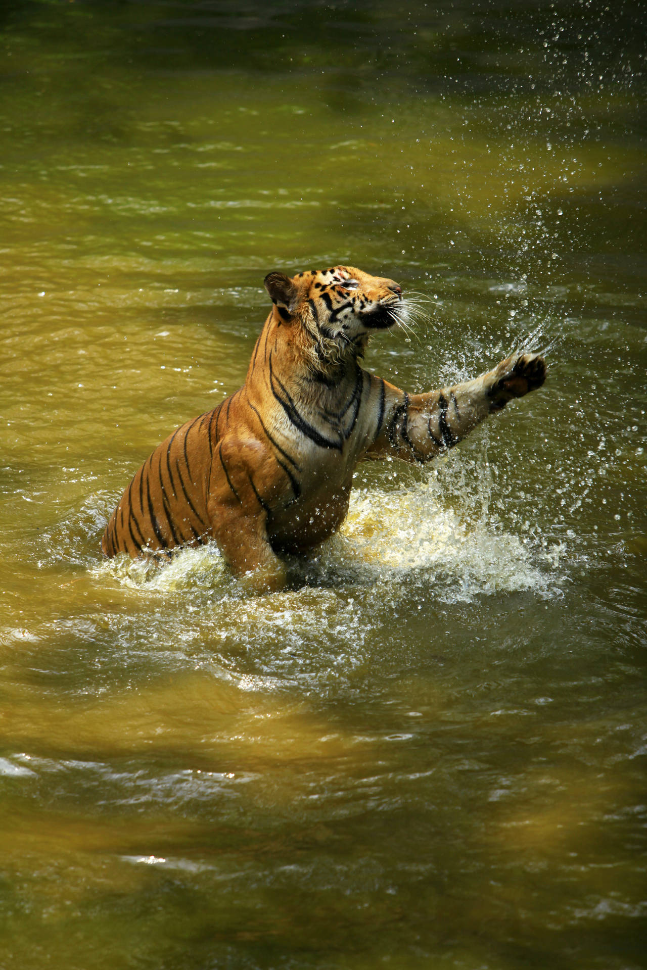 Playing In Water Tiger Iphone Background