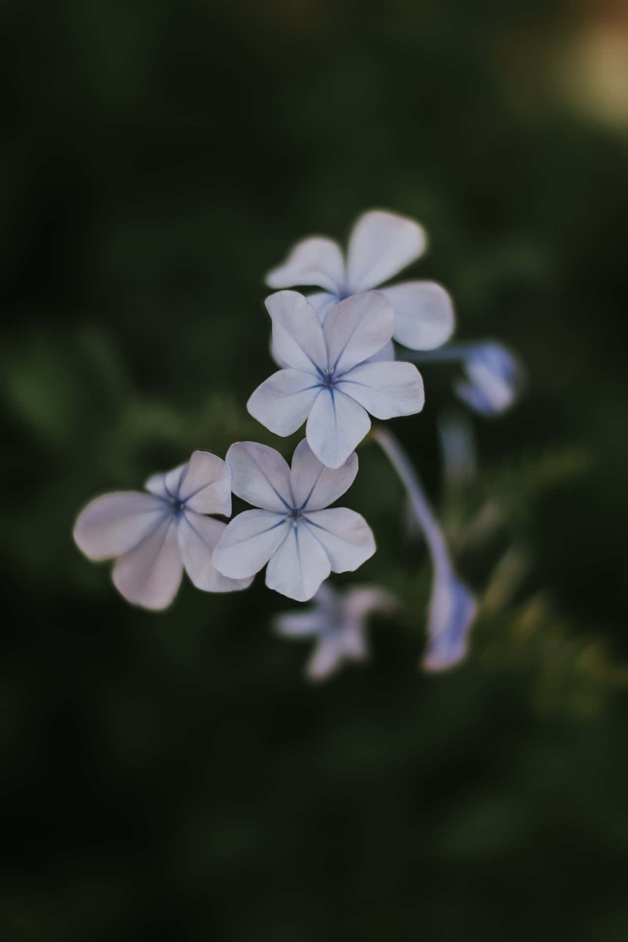 Plumbago Blue Flowers Phone Background