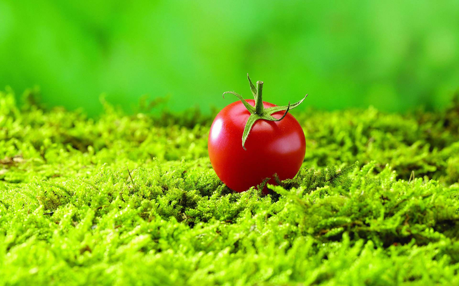 Plump Red Cherry Tomato Fruit Background