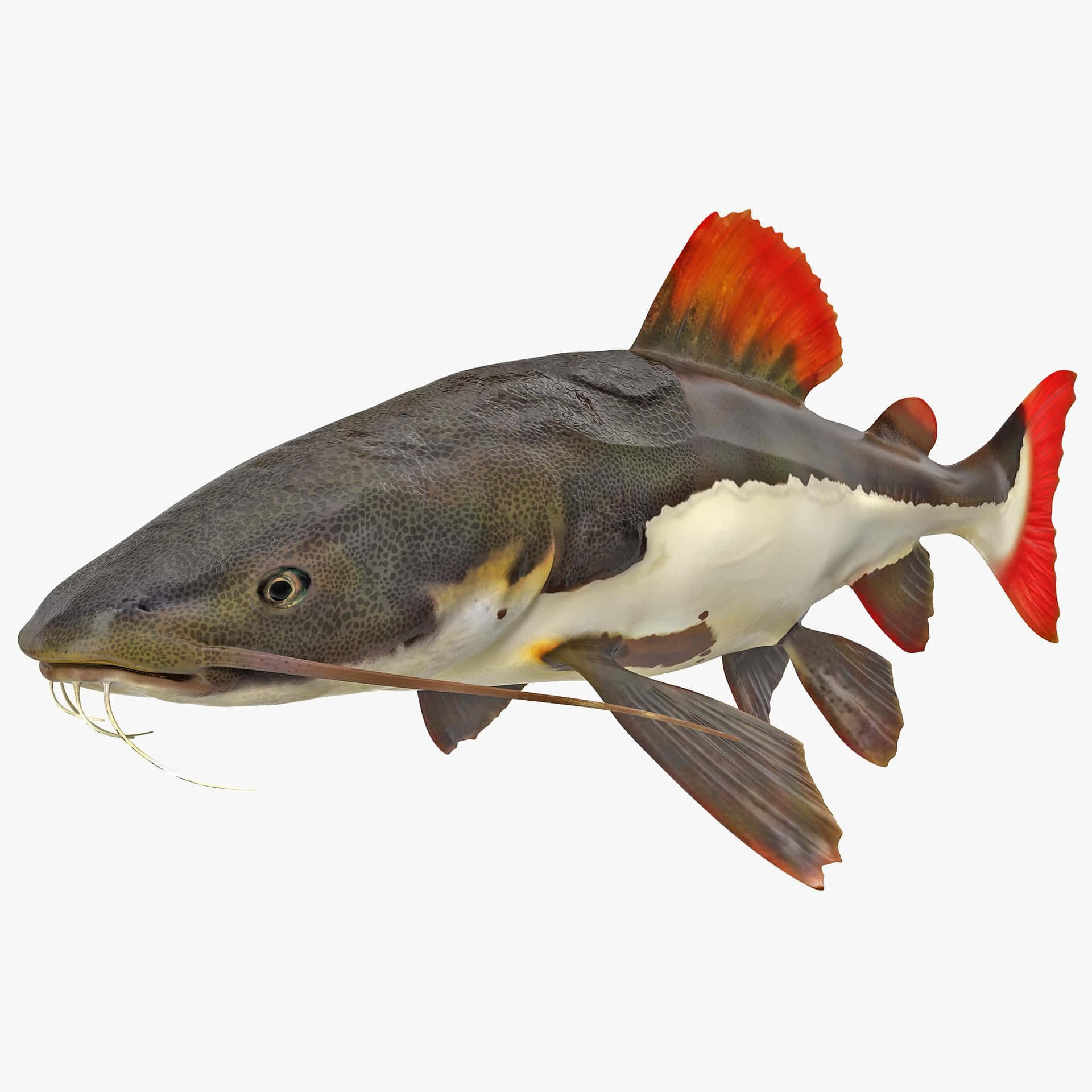 Png Catfish