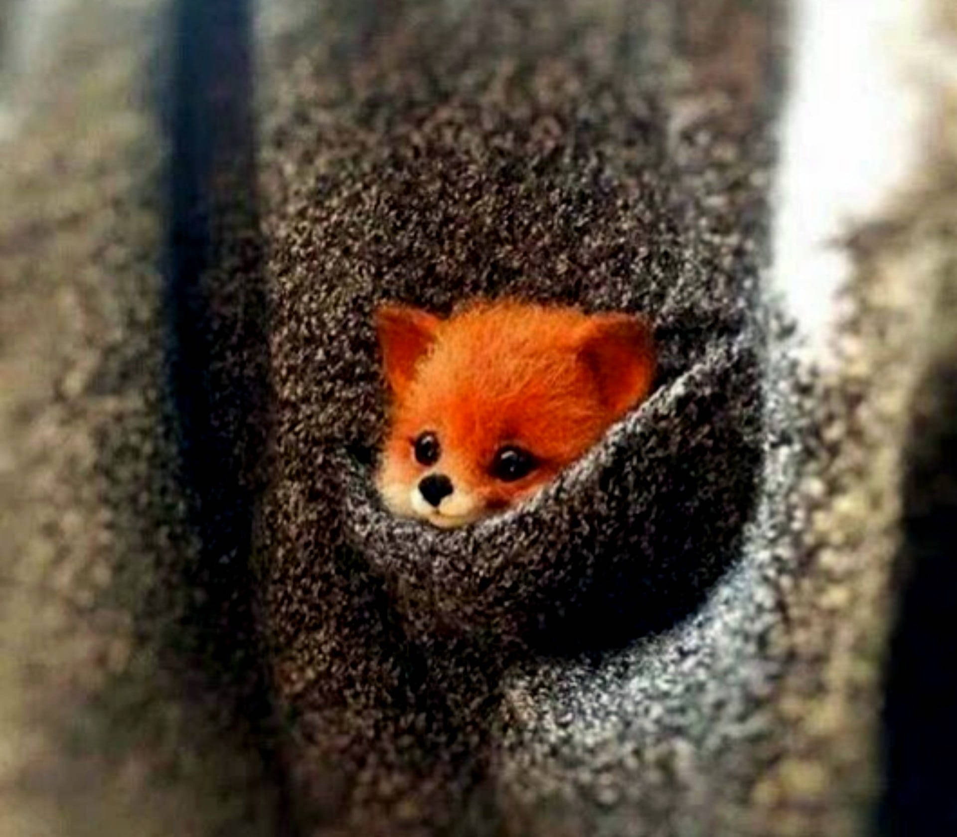 Pocket-size Baby Fox Background