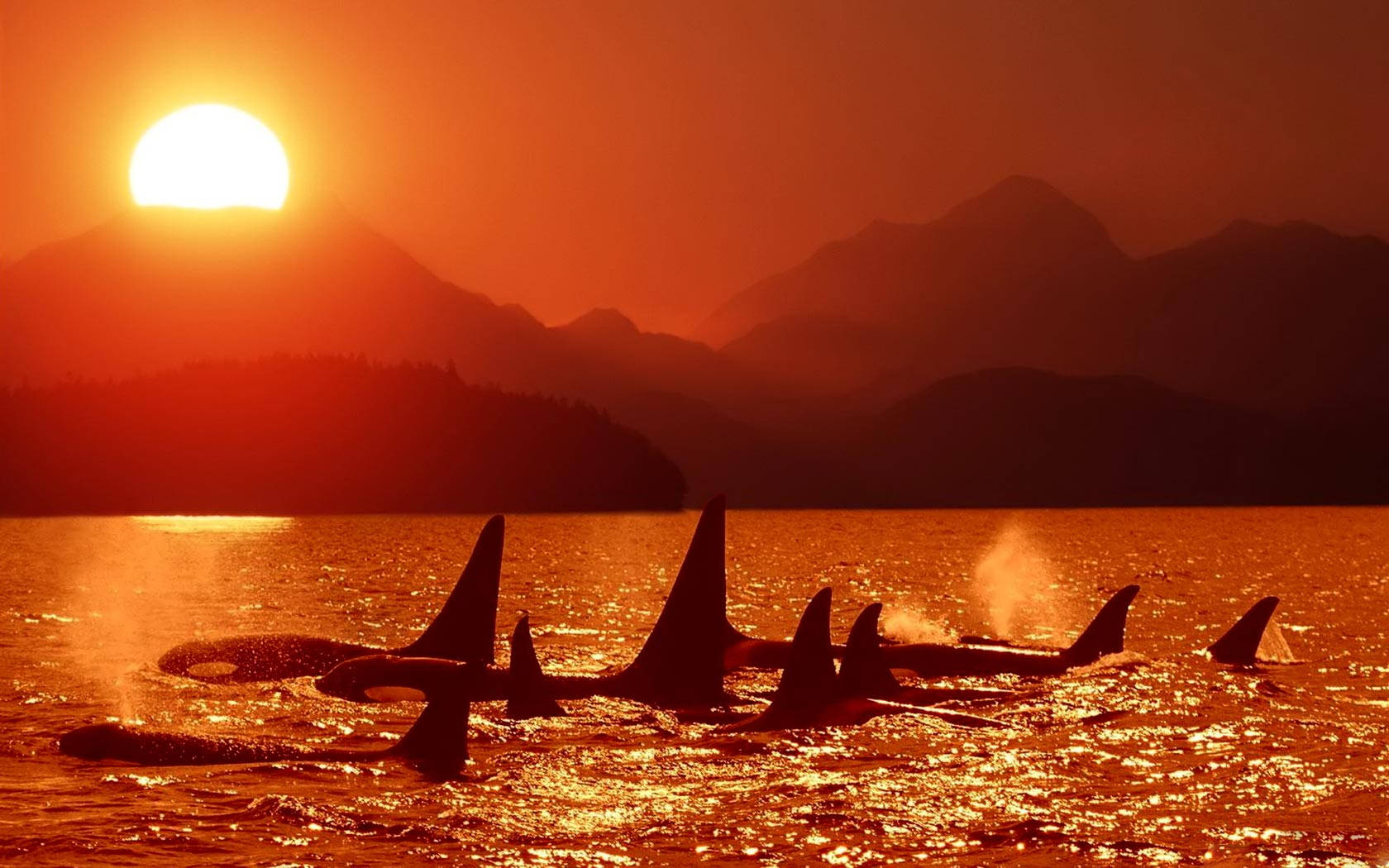 Pod Of Whales Swimming Under Sunset Background