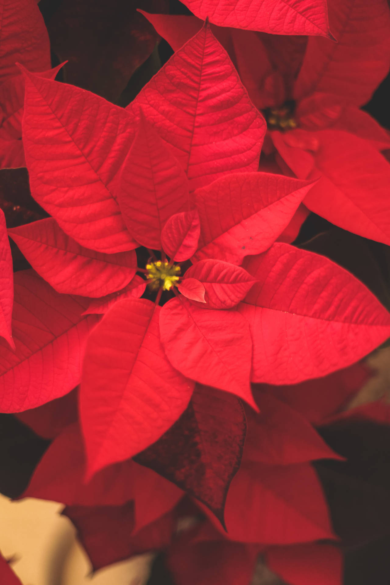 Poinsettia Flower Close-up Background