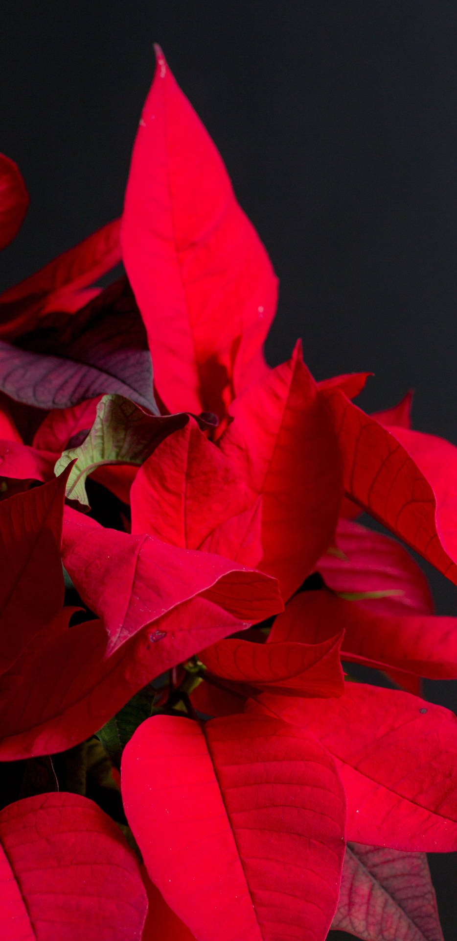 Poinsettia Petal Red Background