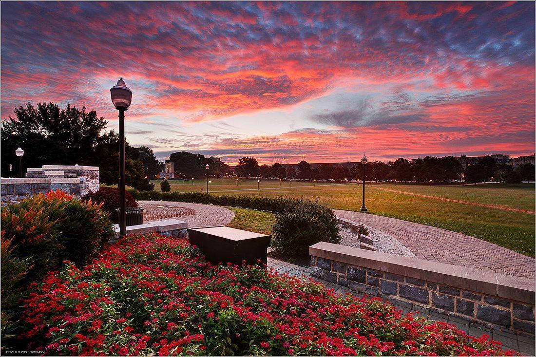 Poinsettia Virginia Tech Sunset