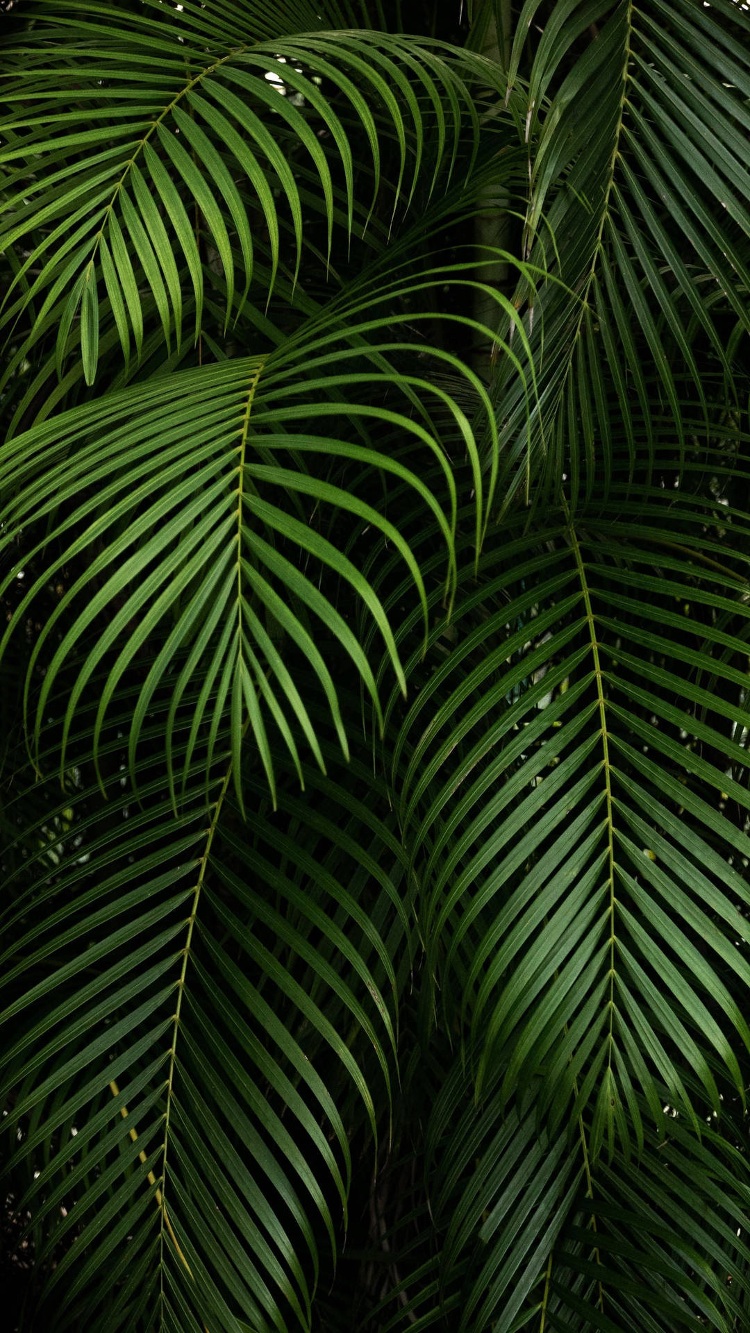 Pointy Dark Green Palm Leaves Plants