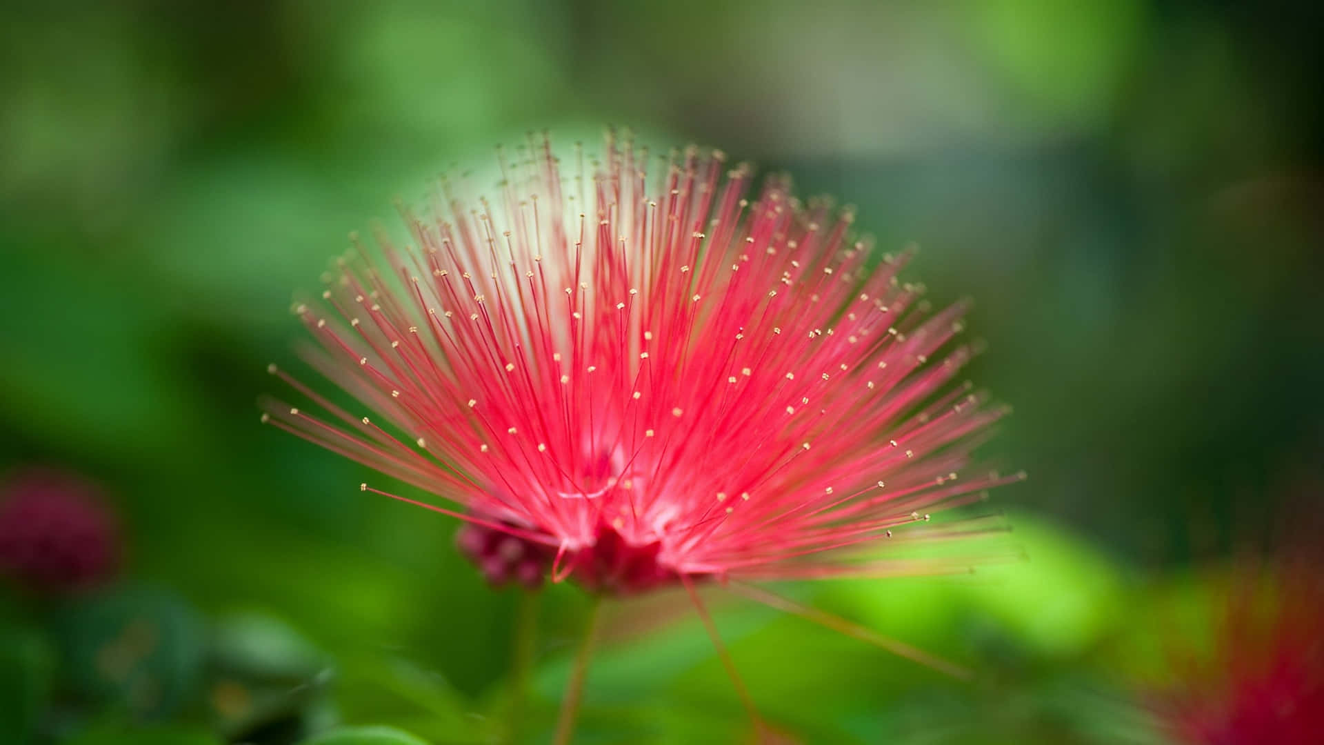 Pointy Red Nature Flower Background