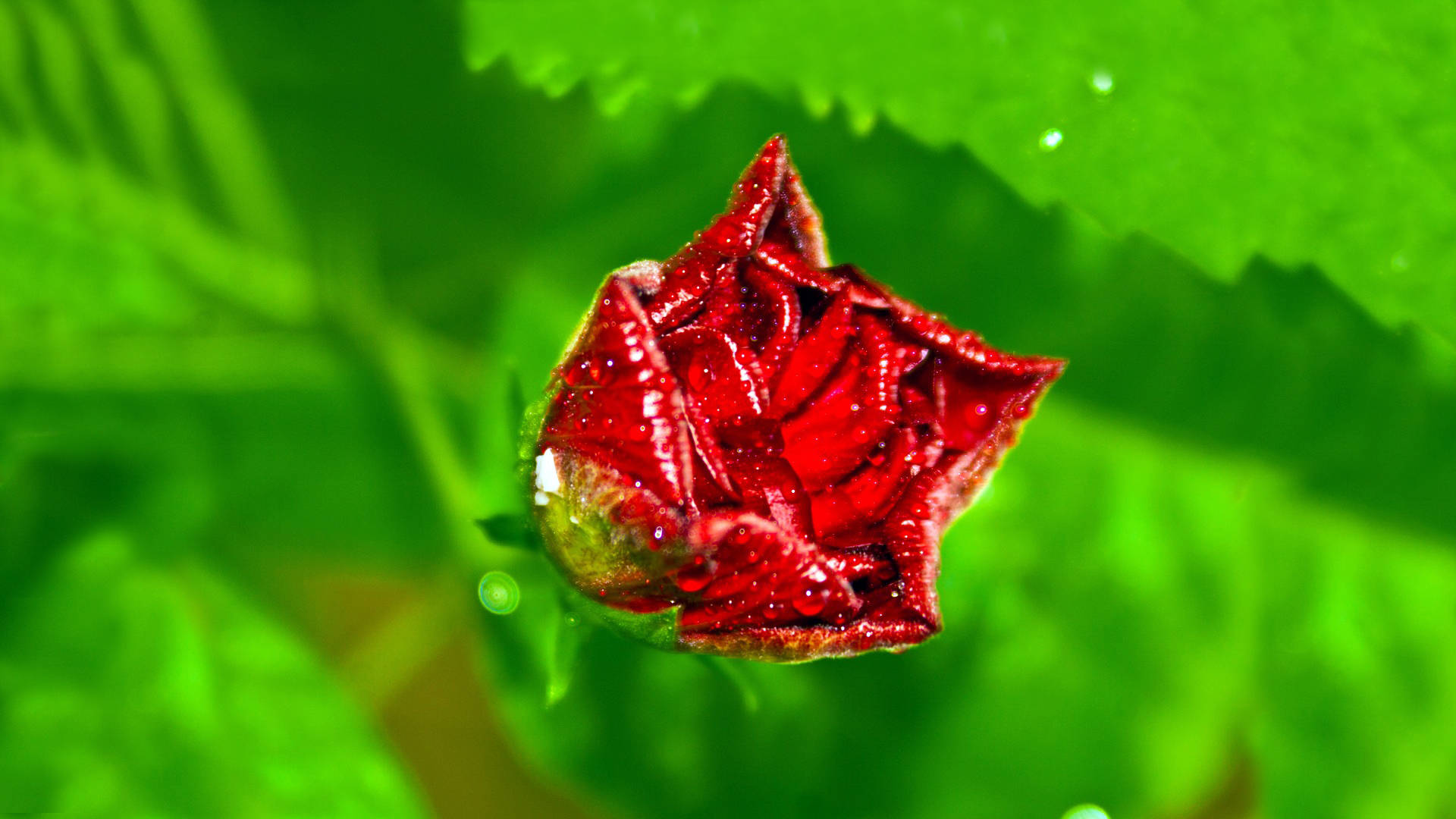 Pointy Red Rose Bud Background