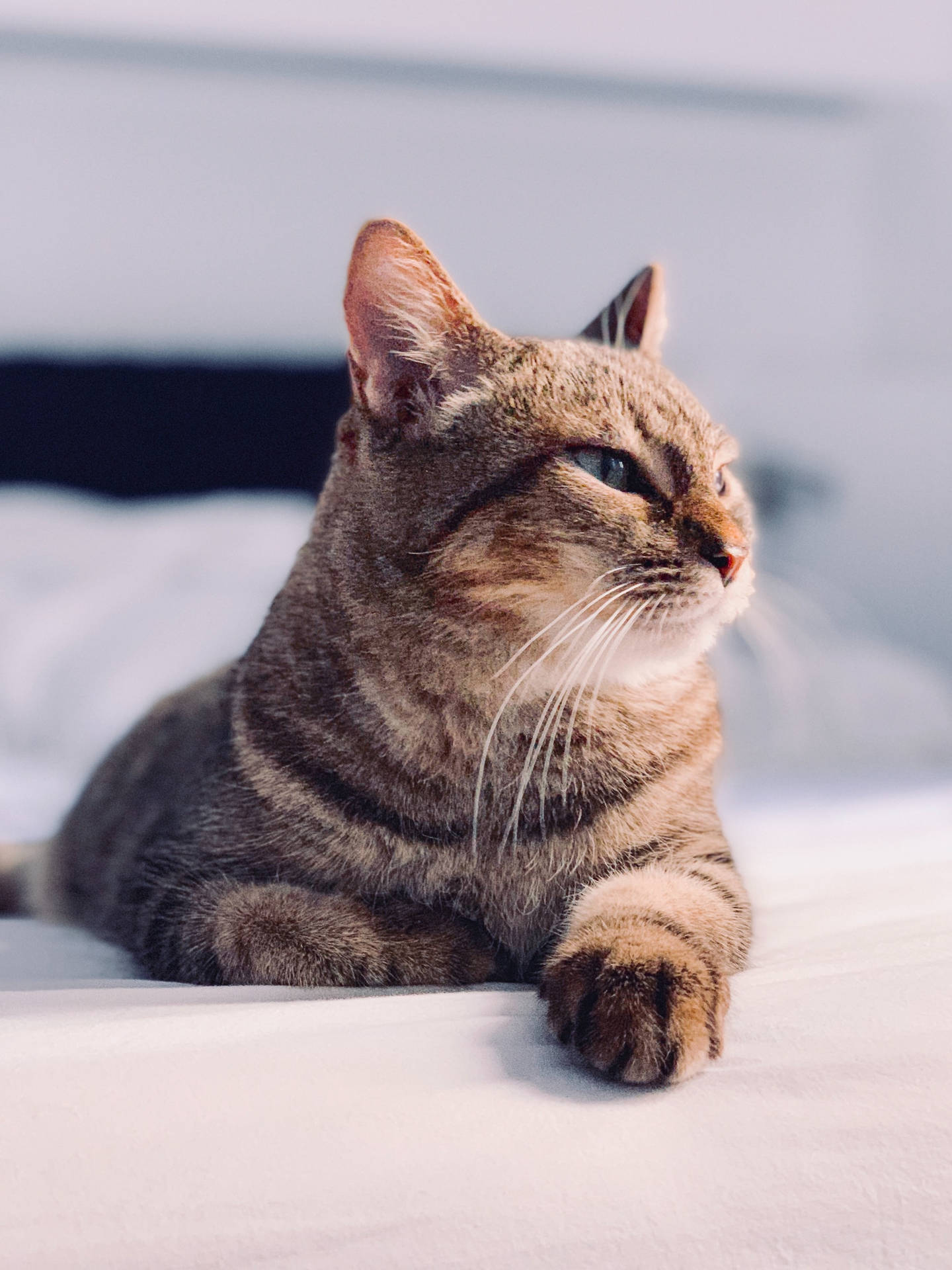 Poised Cat Profile