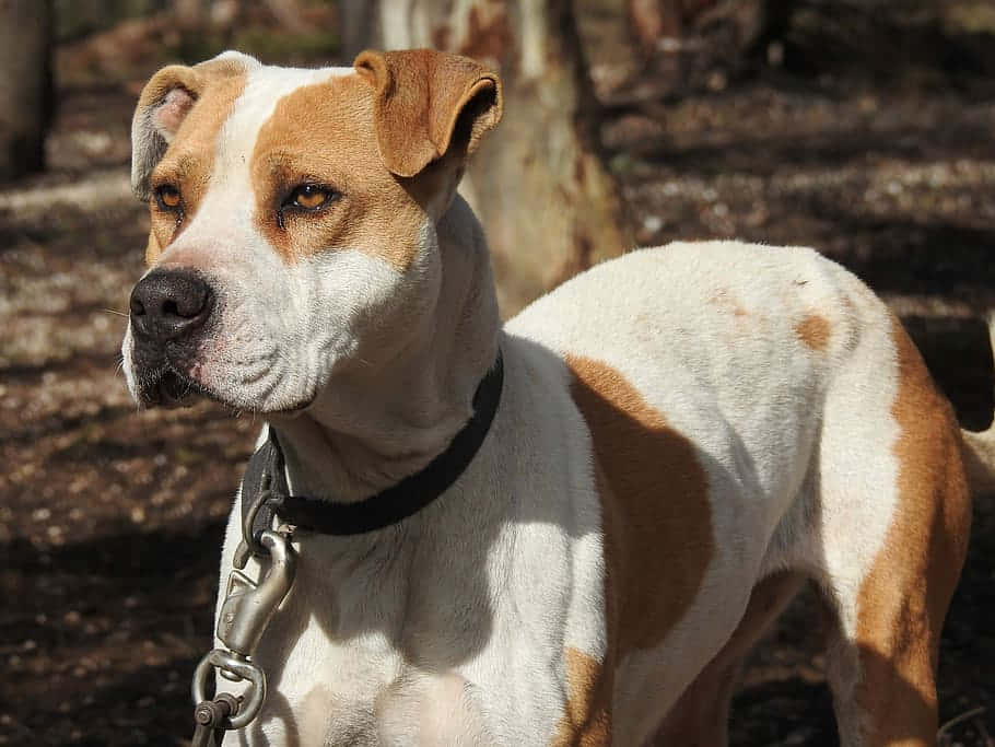 Poised Pitbull Dog Background