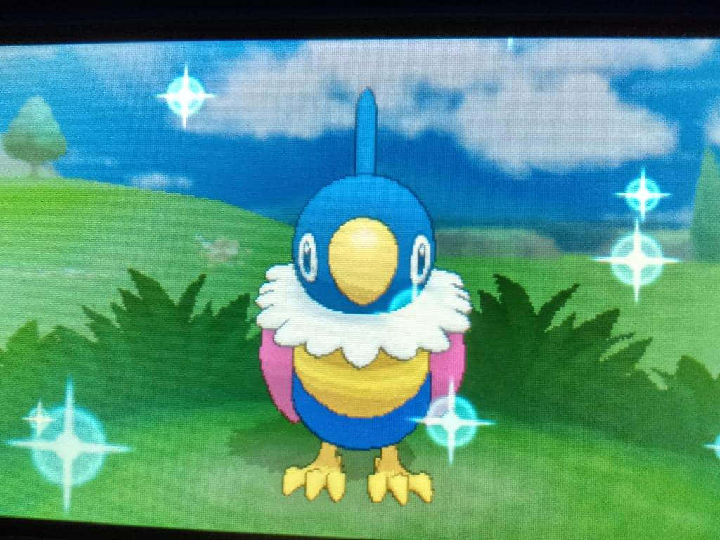 Pokémon Chatot In Grass