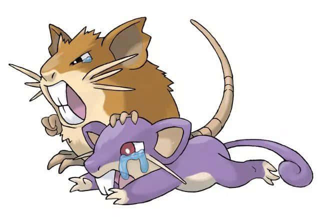 Pokémon Rattata Crying And Raticate Angry White Background