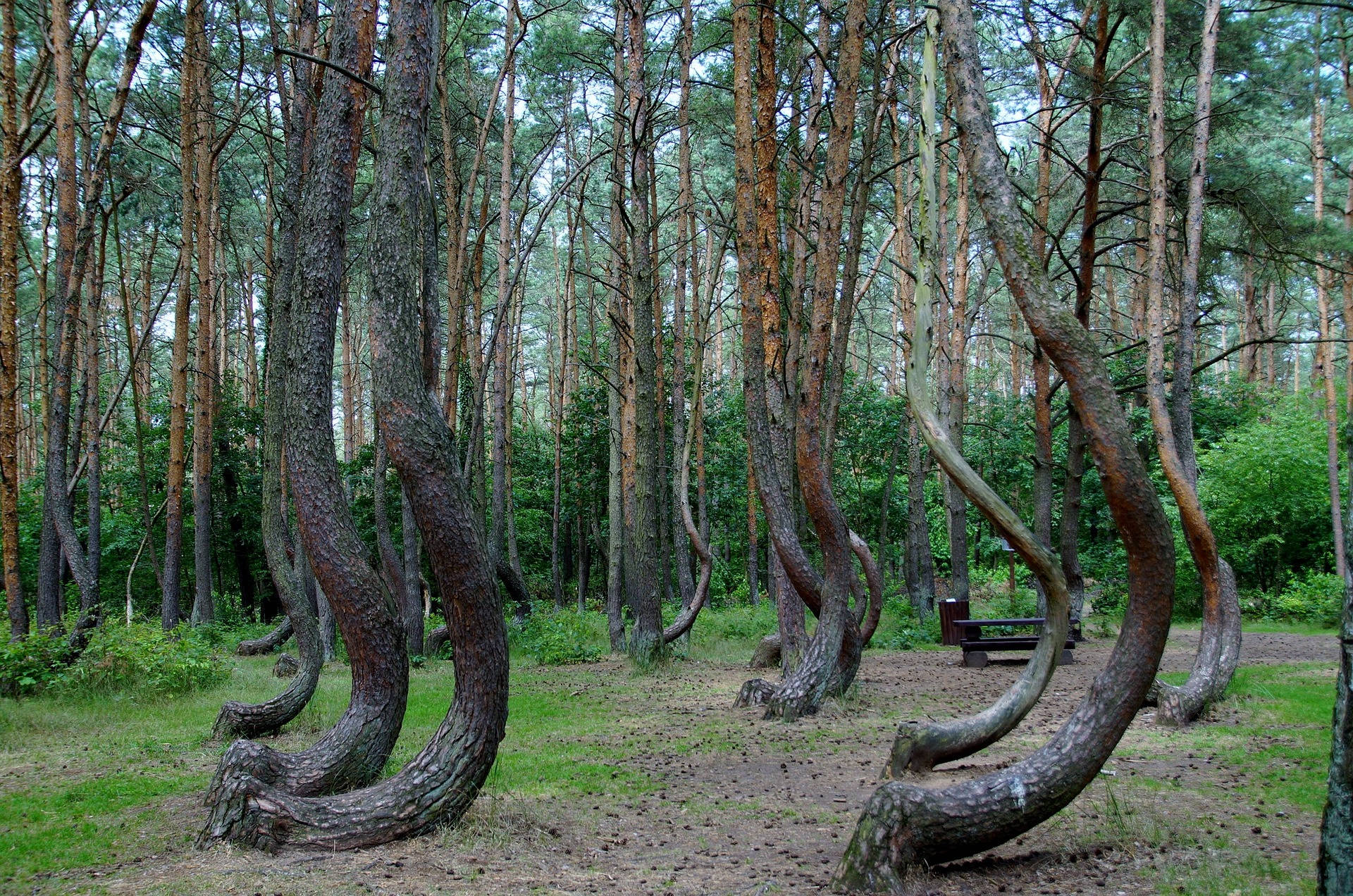 Poland Crooked Forest Photography