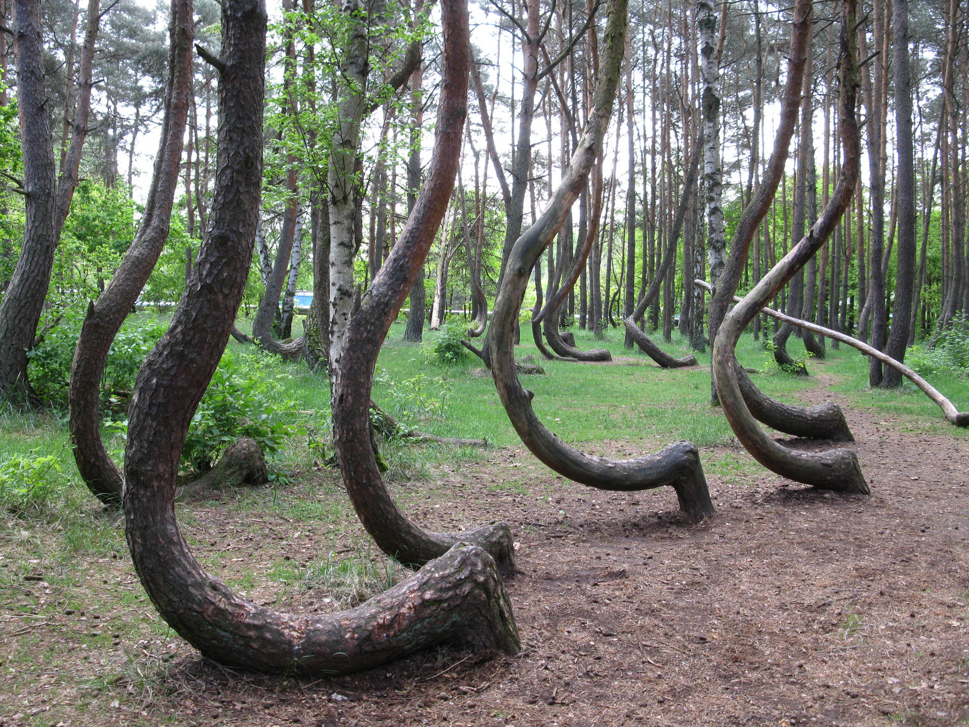 Poland's Crooked Forest Background