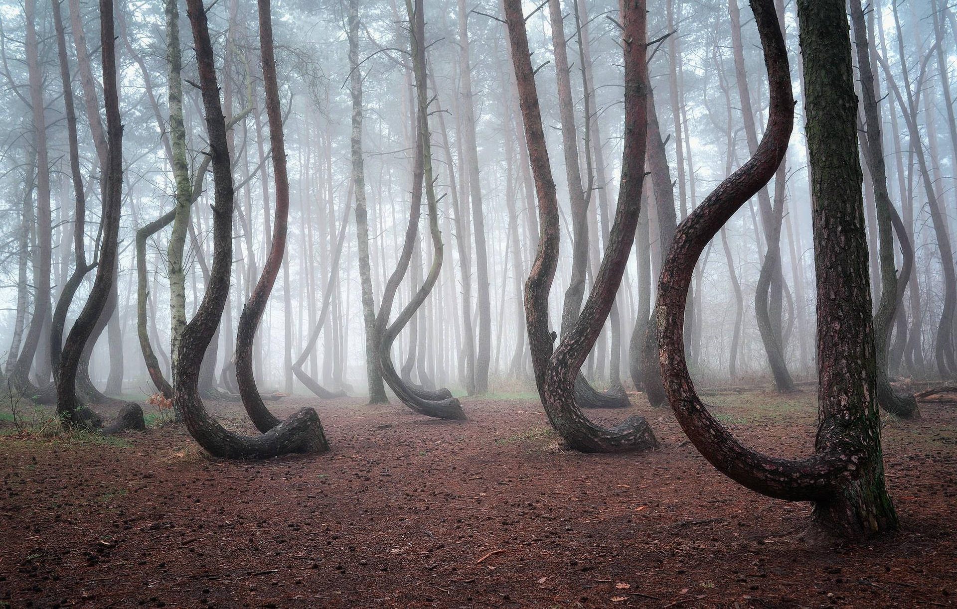 Poland's Eerie Crooked Forest Background
