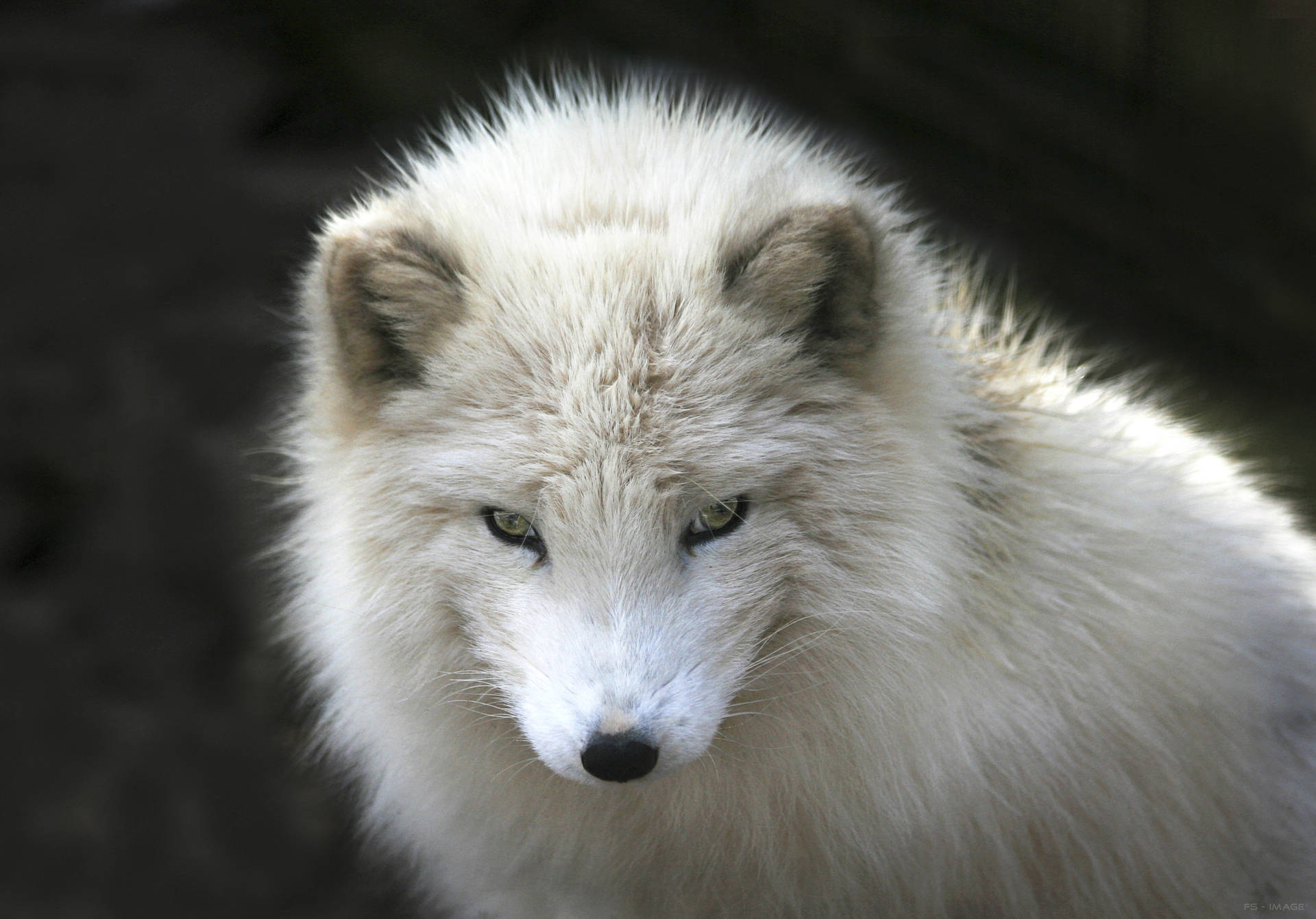 Polar Arctic Fox Closeup Background