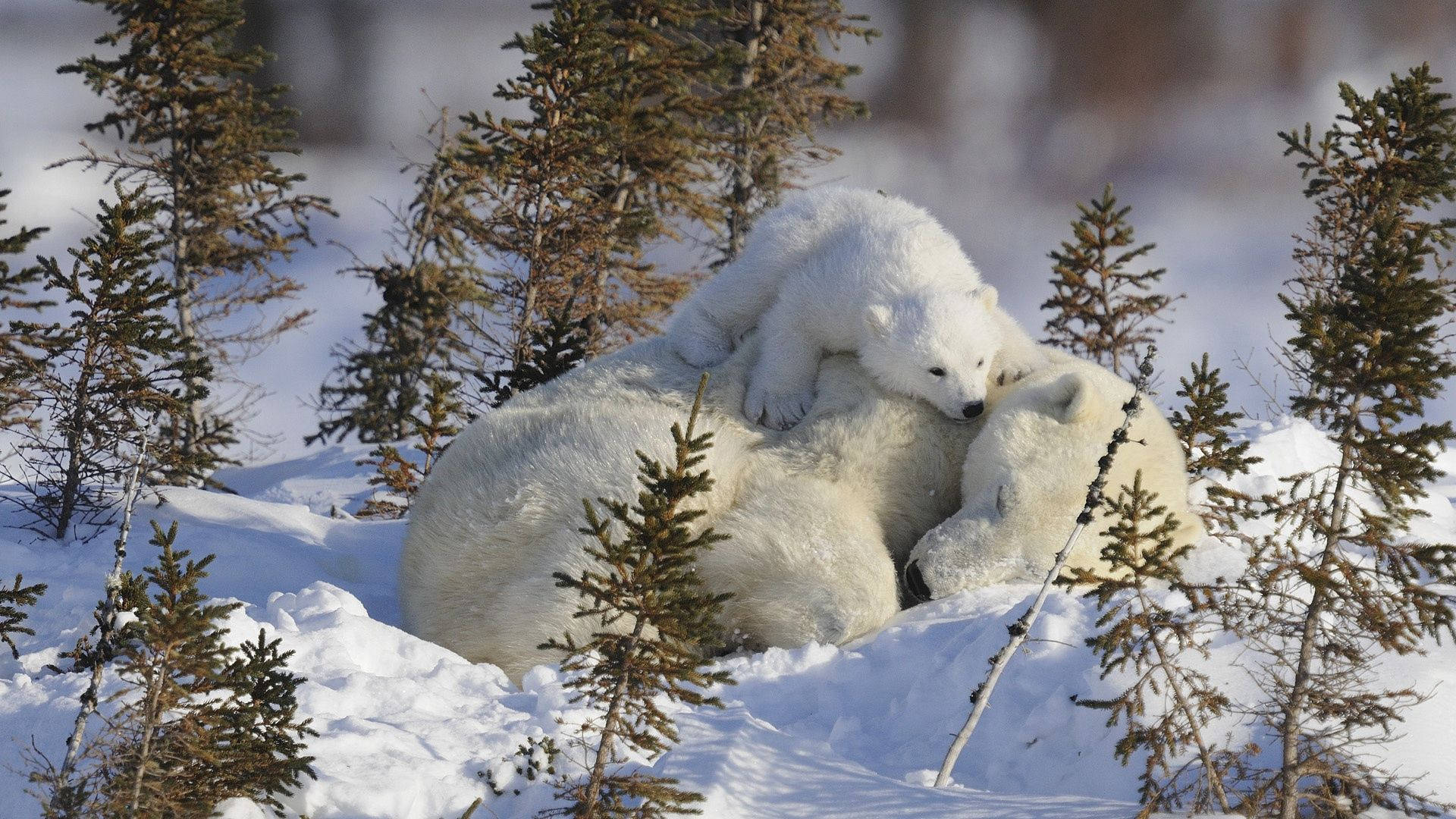 Polar Bear Cuddles Background
