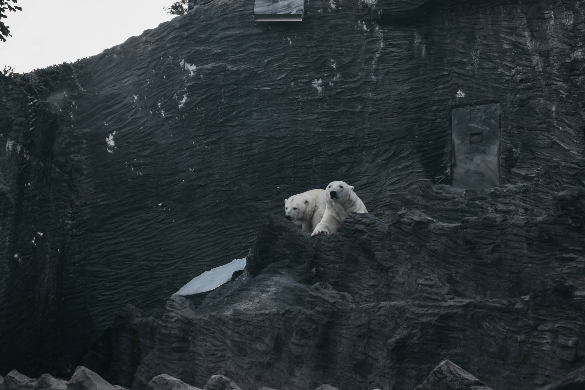 Polar Bear Dark Stone Shelter Background