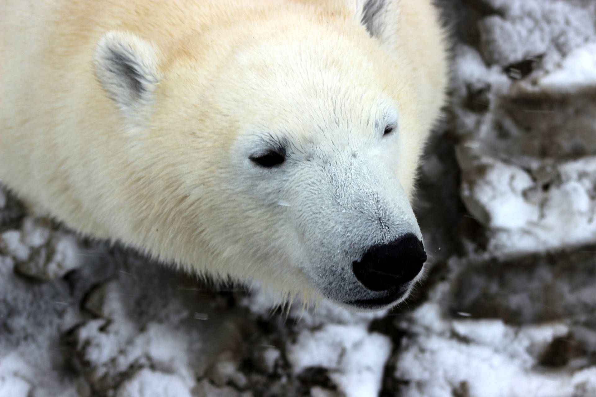 Polar Bear Headshot Background